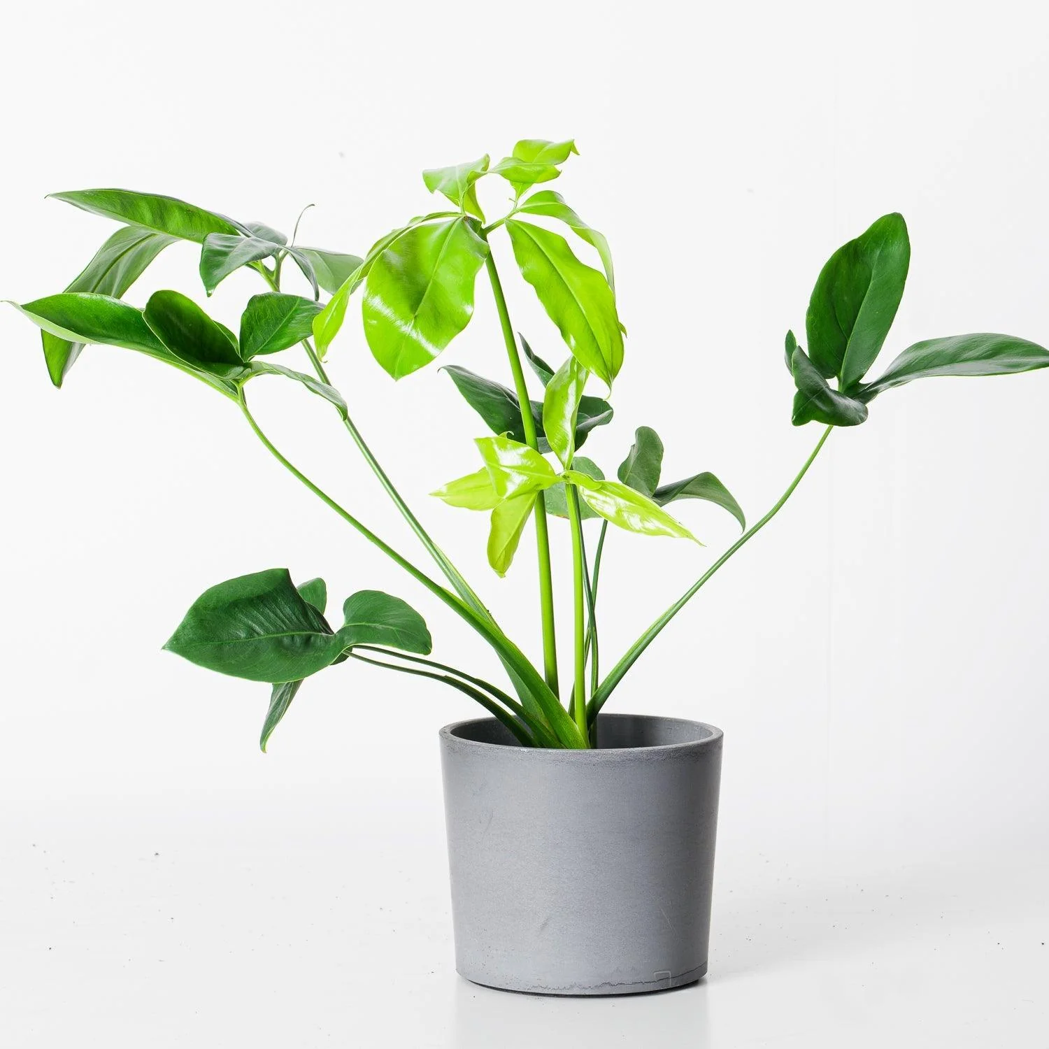 Philodendron goeldii 'Fun Bun' | Thaumatophyllum spruceanum