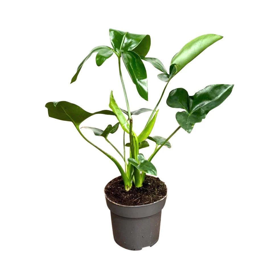 Philodendron goeldii 'Fun Bun' | Thaumatophyllum spruceanum - Image 2