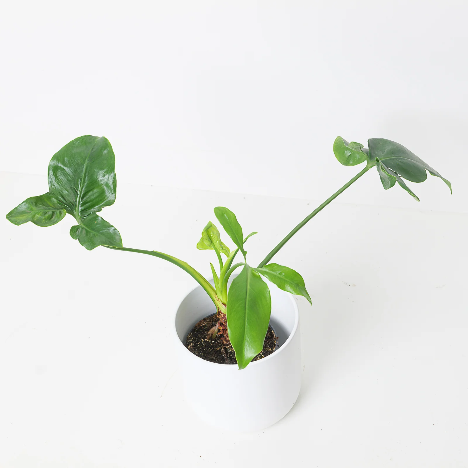 Philodendron goeldii 'Fun Bun' | Thaumatophyllum spruceanum - Image 3