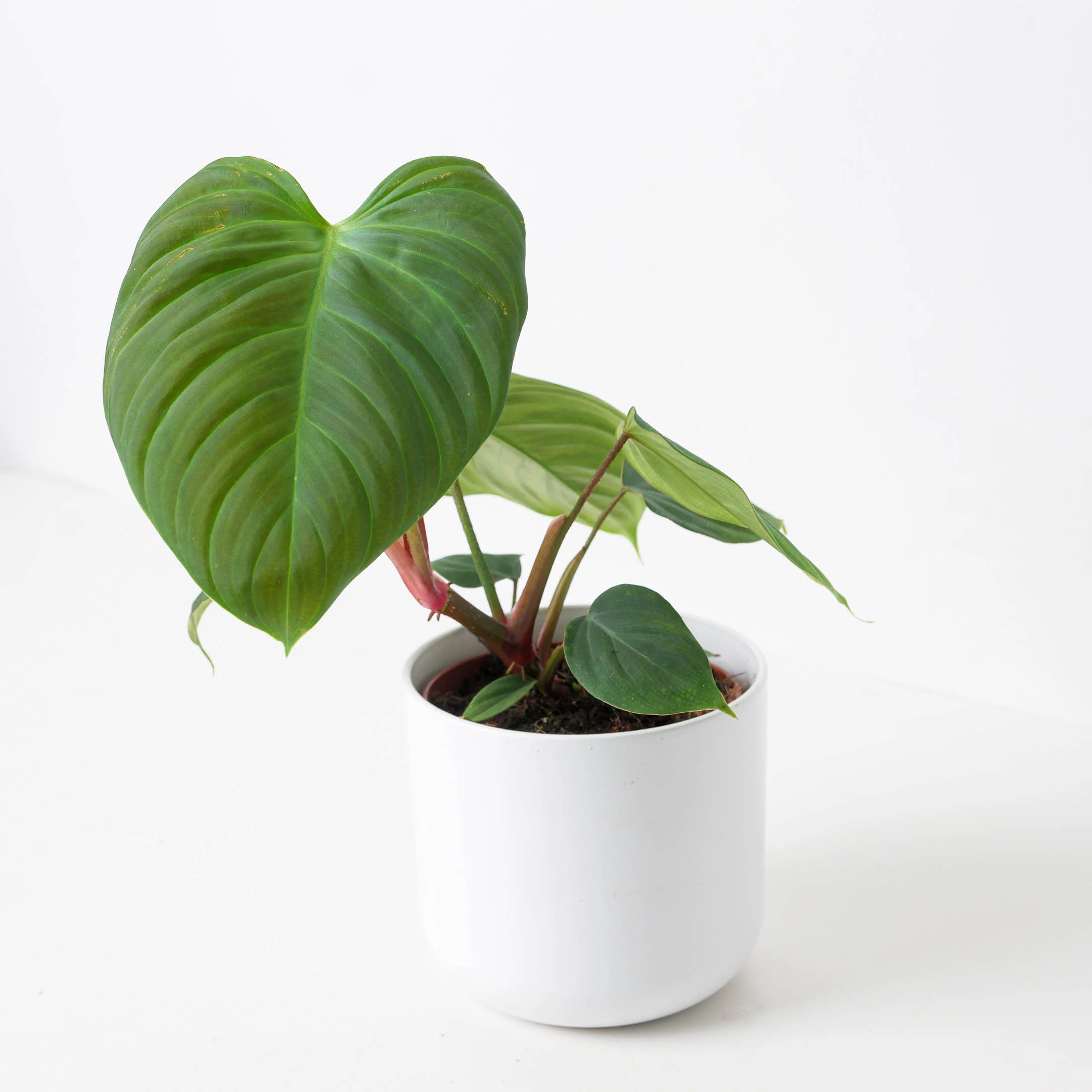Philodendron Fuzzy Petiole