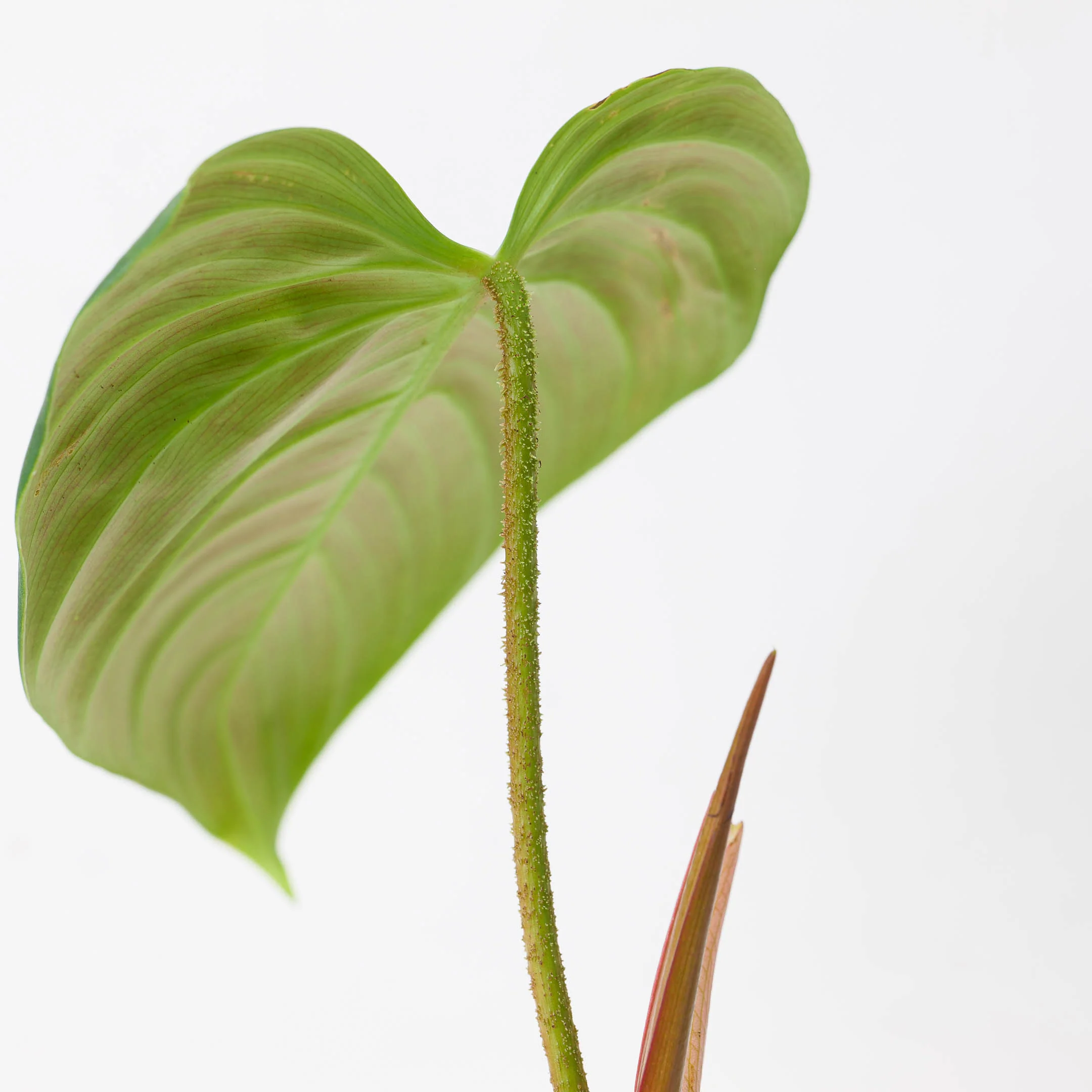 Philodendron Fuzzy Petiole - Image 2