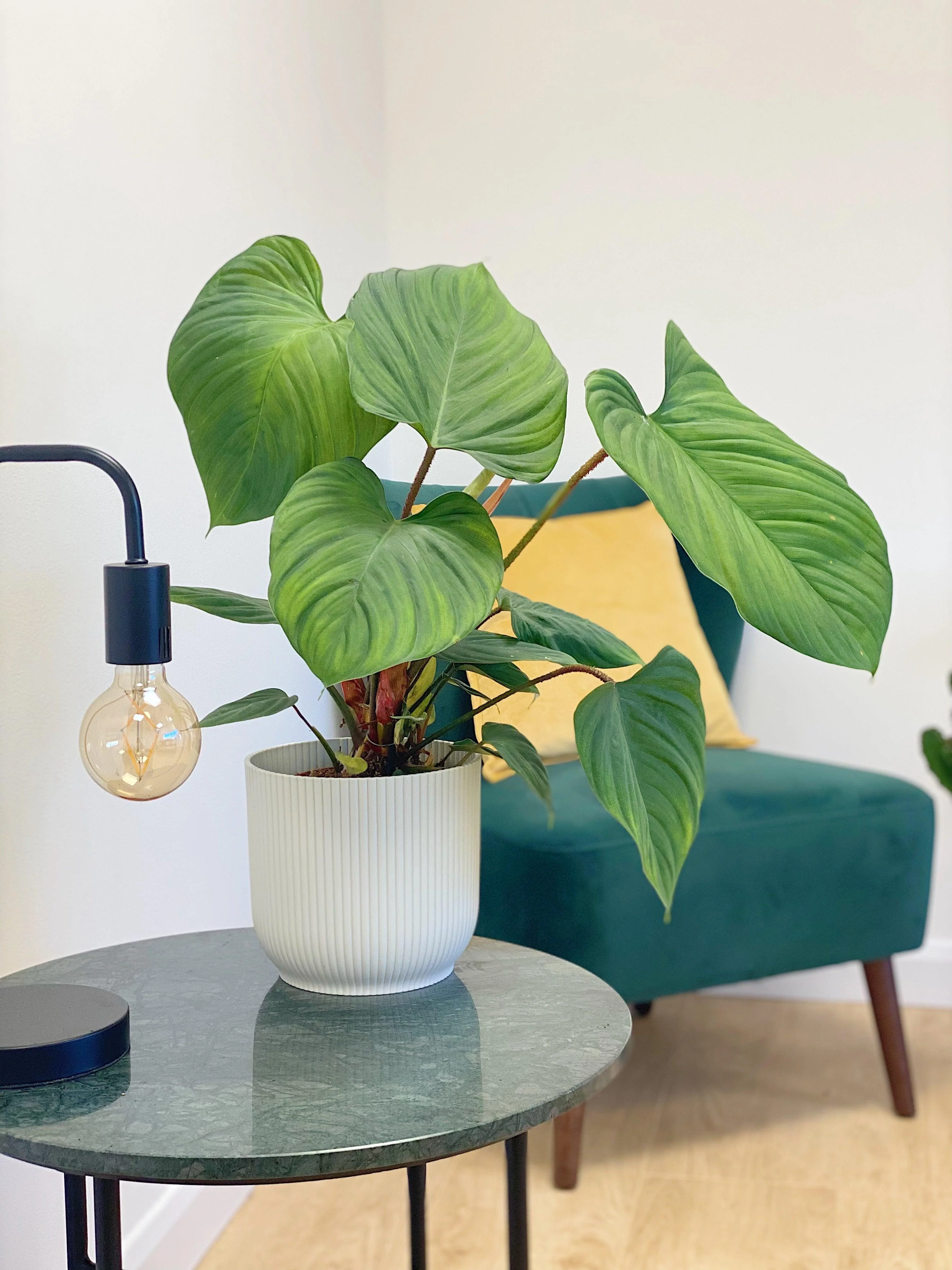 Philodendron Fuzzy Petiole - Image 3