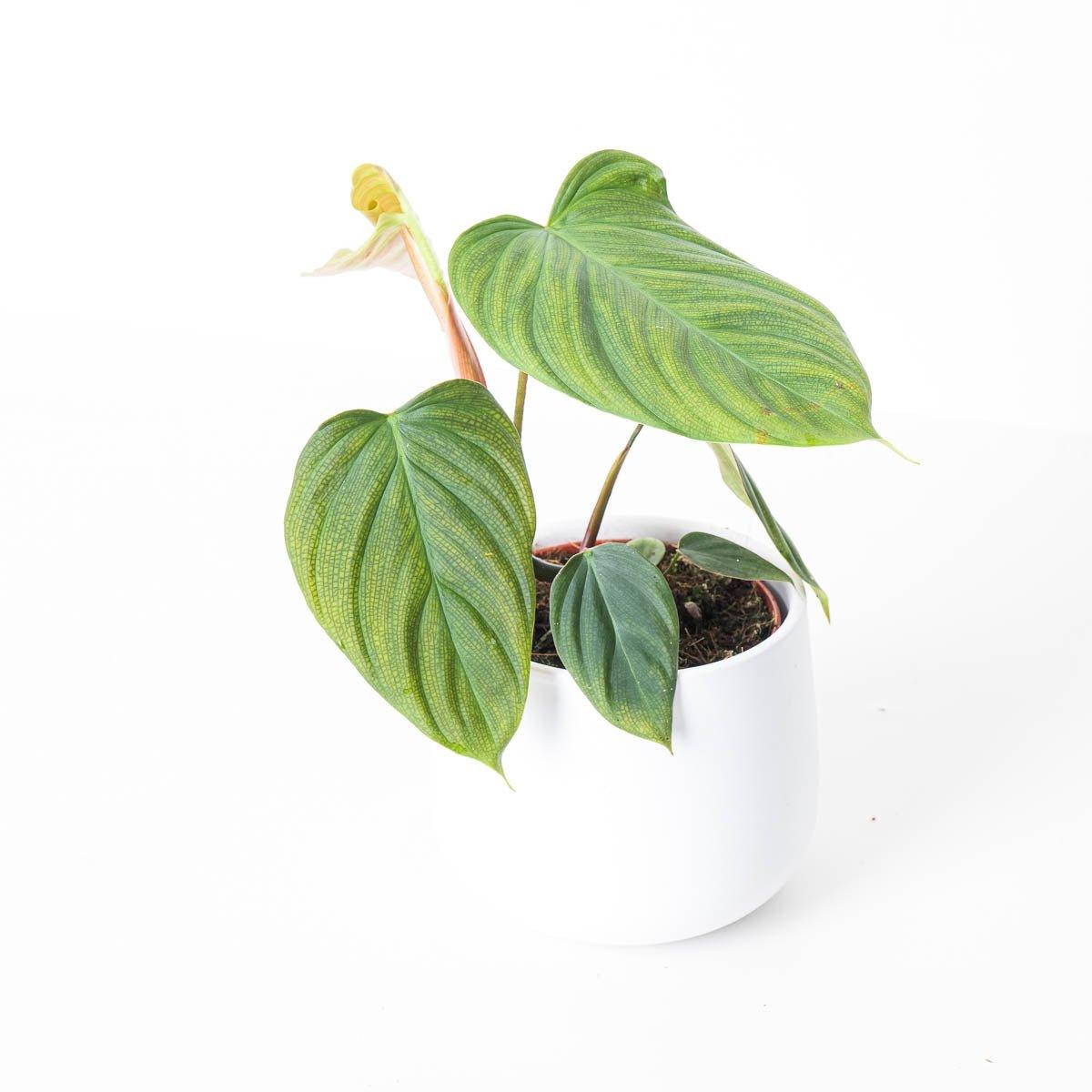 Philodendron Fuzzy Petiole - Image 4
