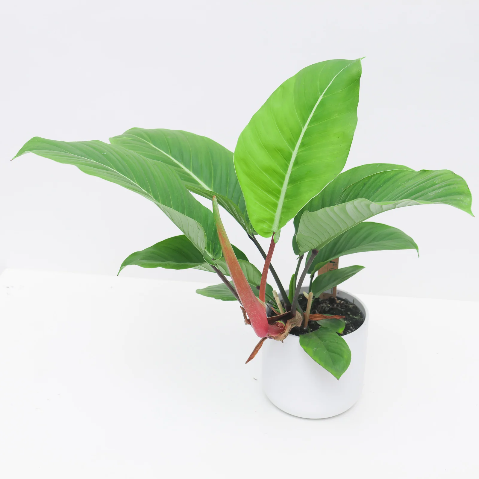 Philodendron geniculatum 'Jet Streak'