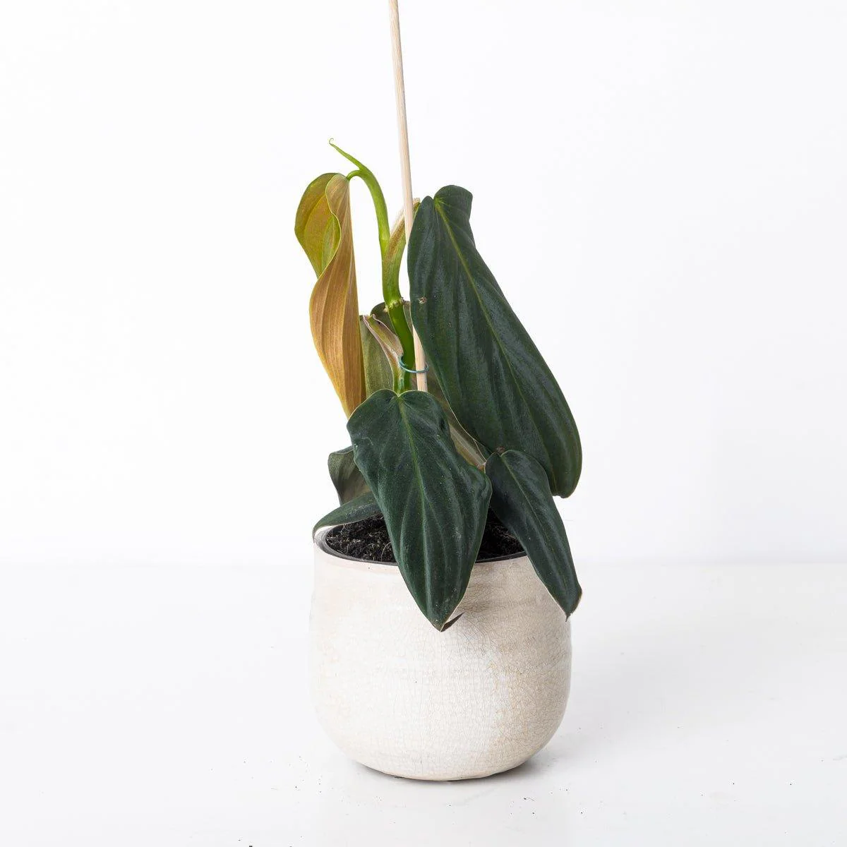 Philodendron Gigas