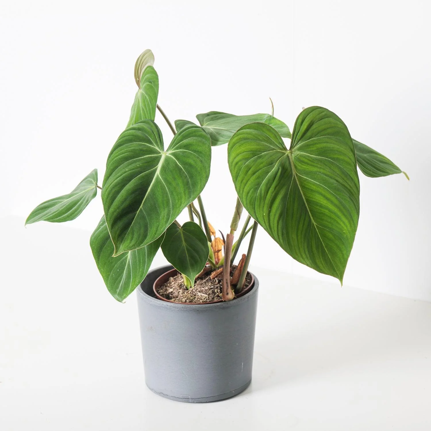 Philodendron Gloriosum