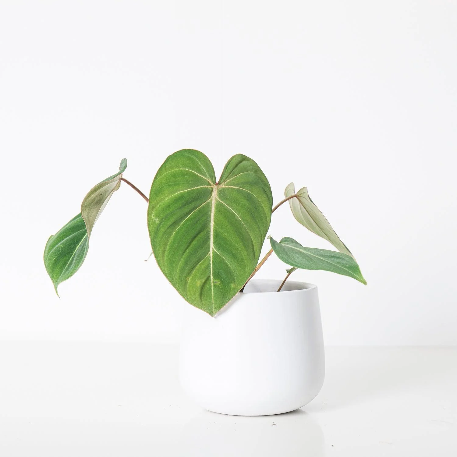 Philodendron Gloriosum - Image 2