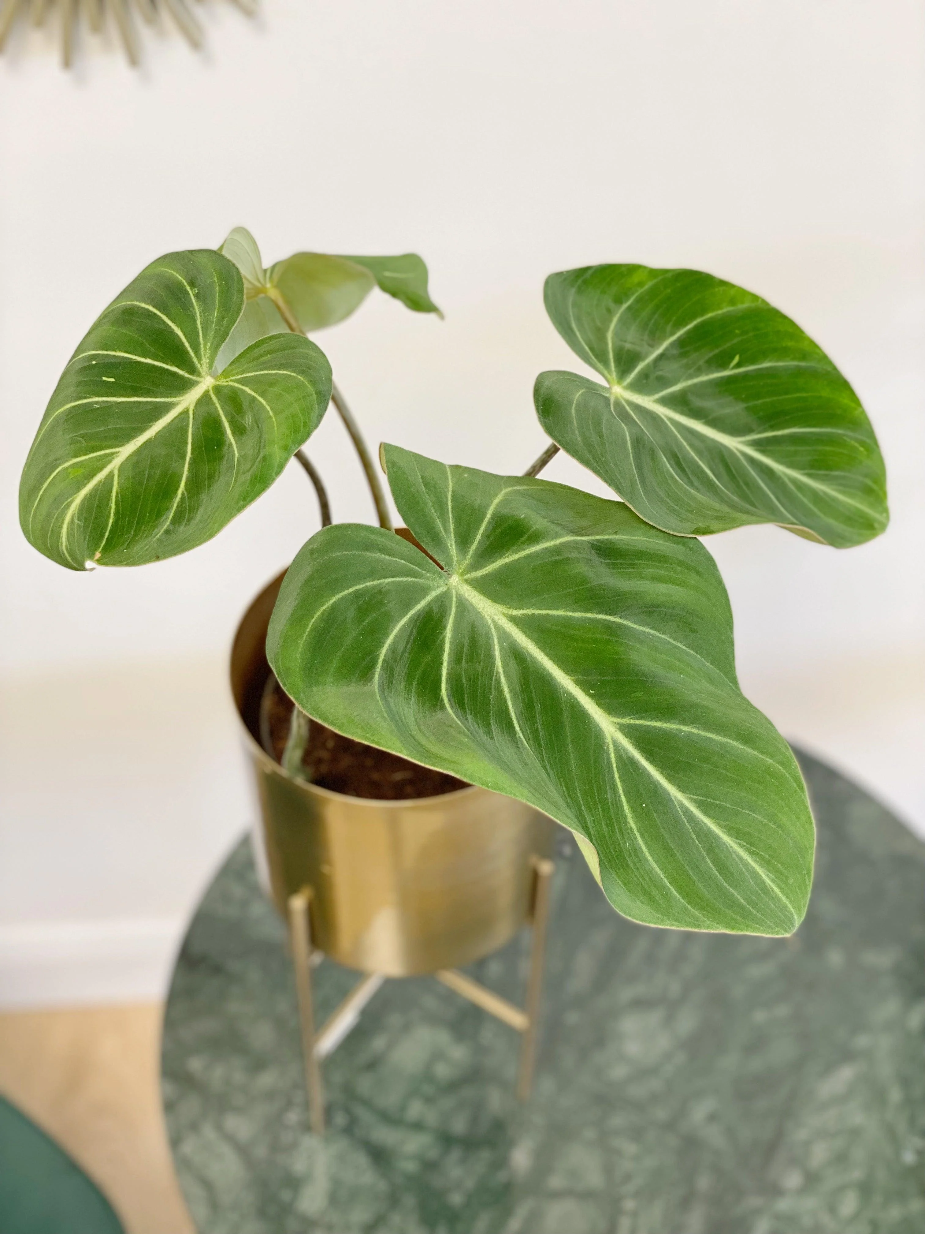 Philodendron Gloriosum - Image 3
