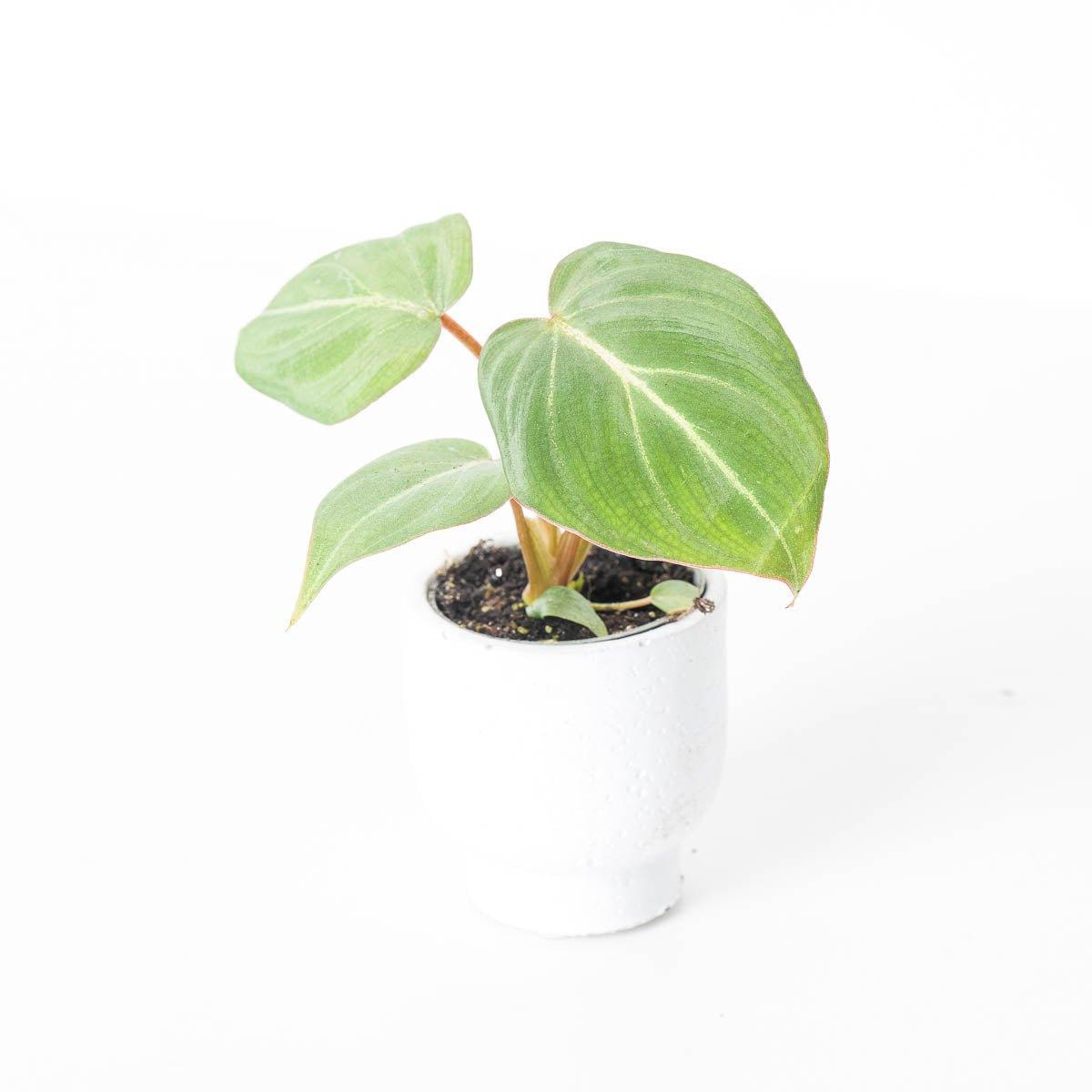 Philodendron Gloriosum - Image 4