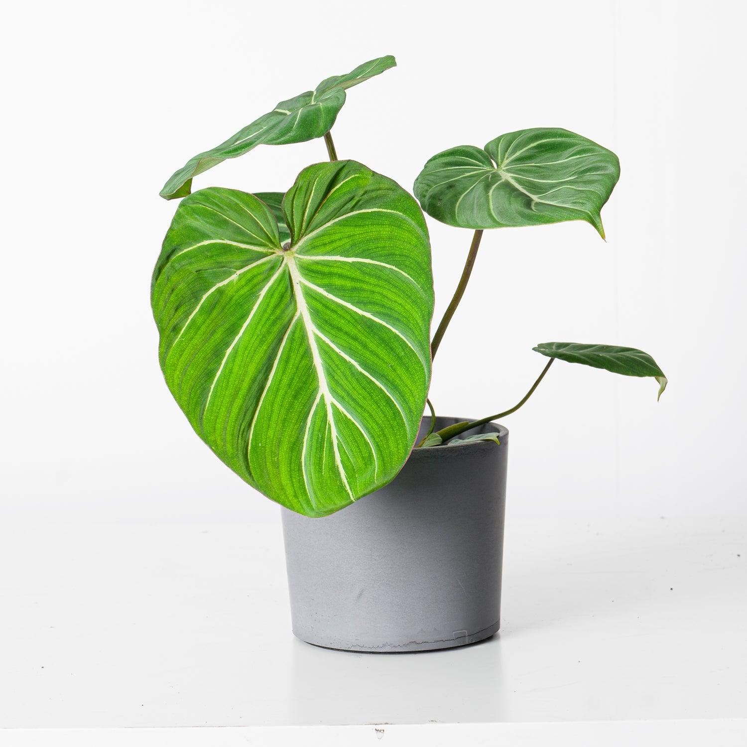 Philodendron Gloriosum Dark Form