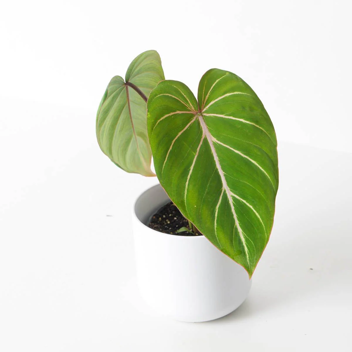 Philodendron Gloriosum Dark Form - Image 2