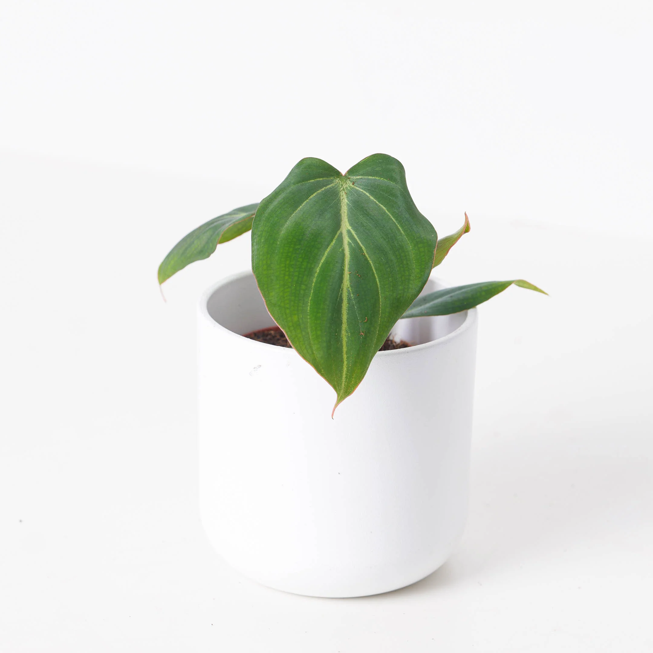 Philodendron Gloriosum Dark Form - Image 3