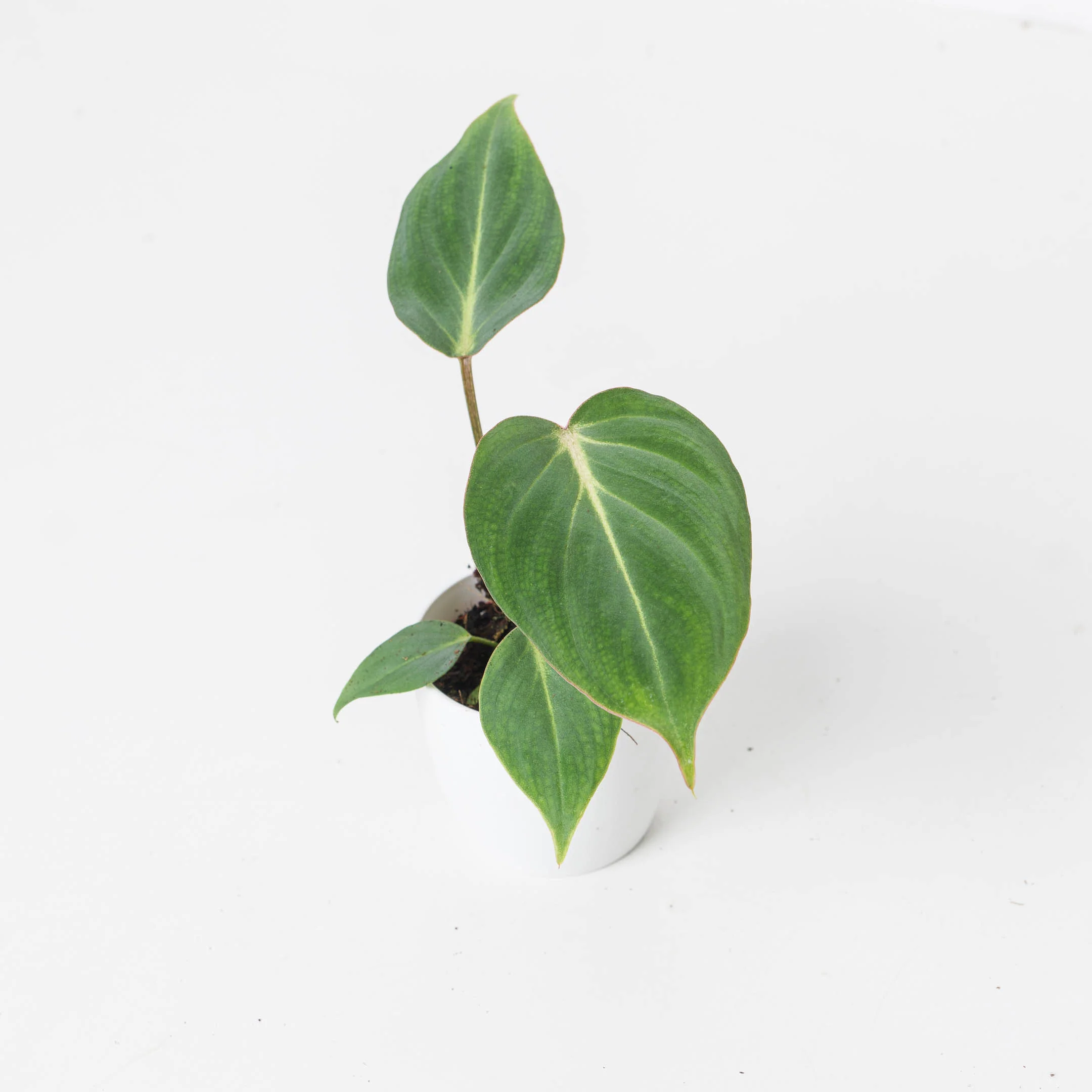 Philodendron Gloriosum Dark Form - Image 4