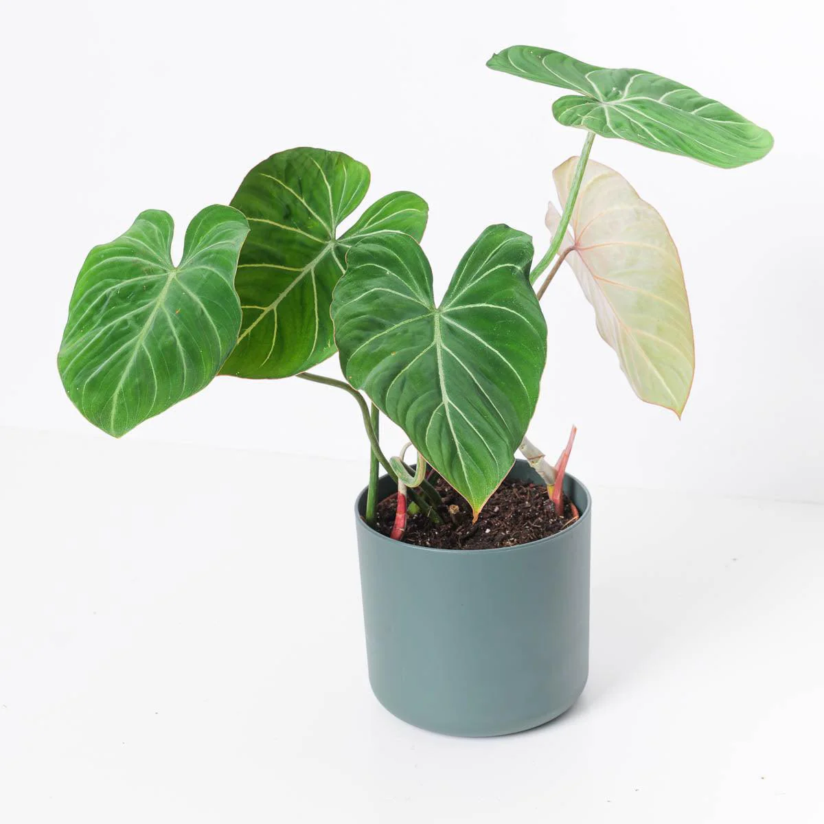 Philodendron Gloriosum 'Giganteum'