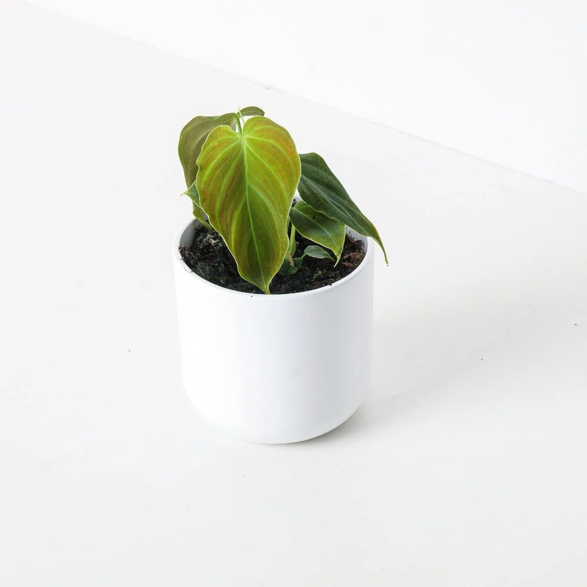 Philodendron Glorious
