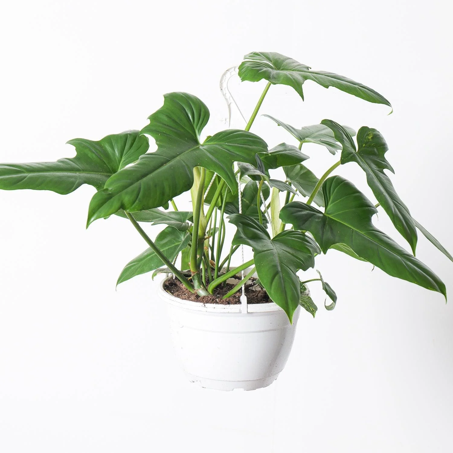 Philodendron Golden Dragon
