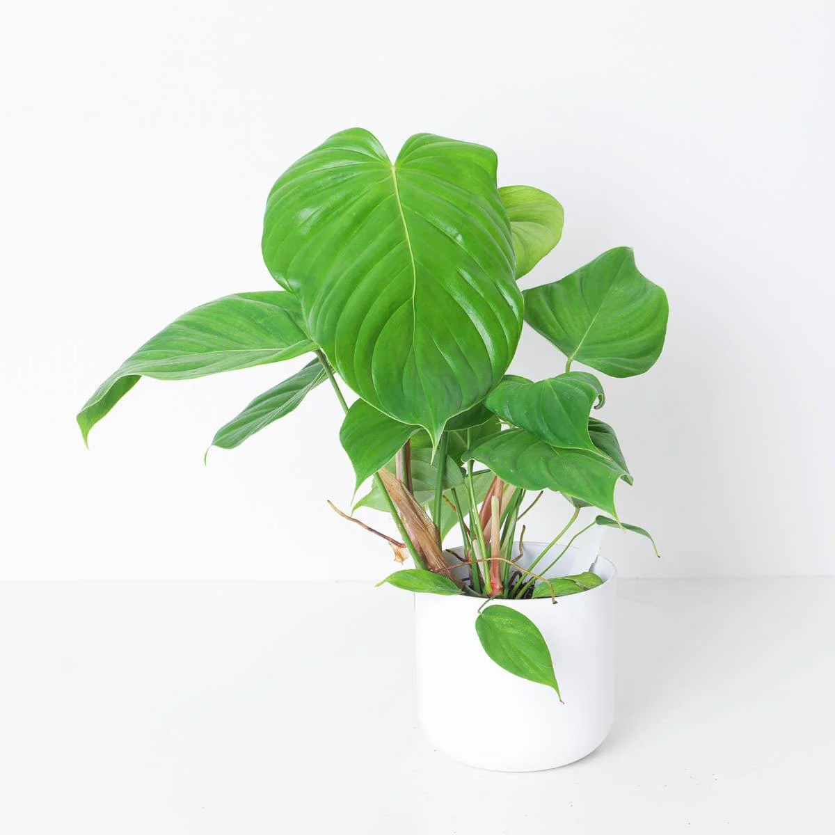 Philodendron grandipes