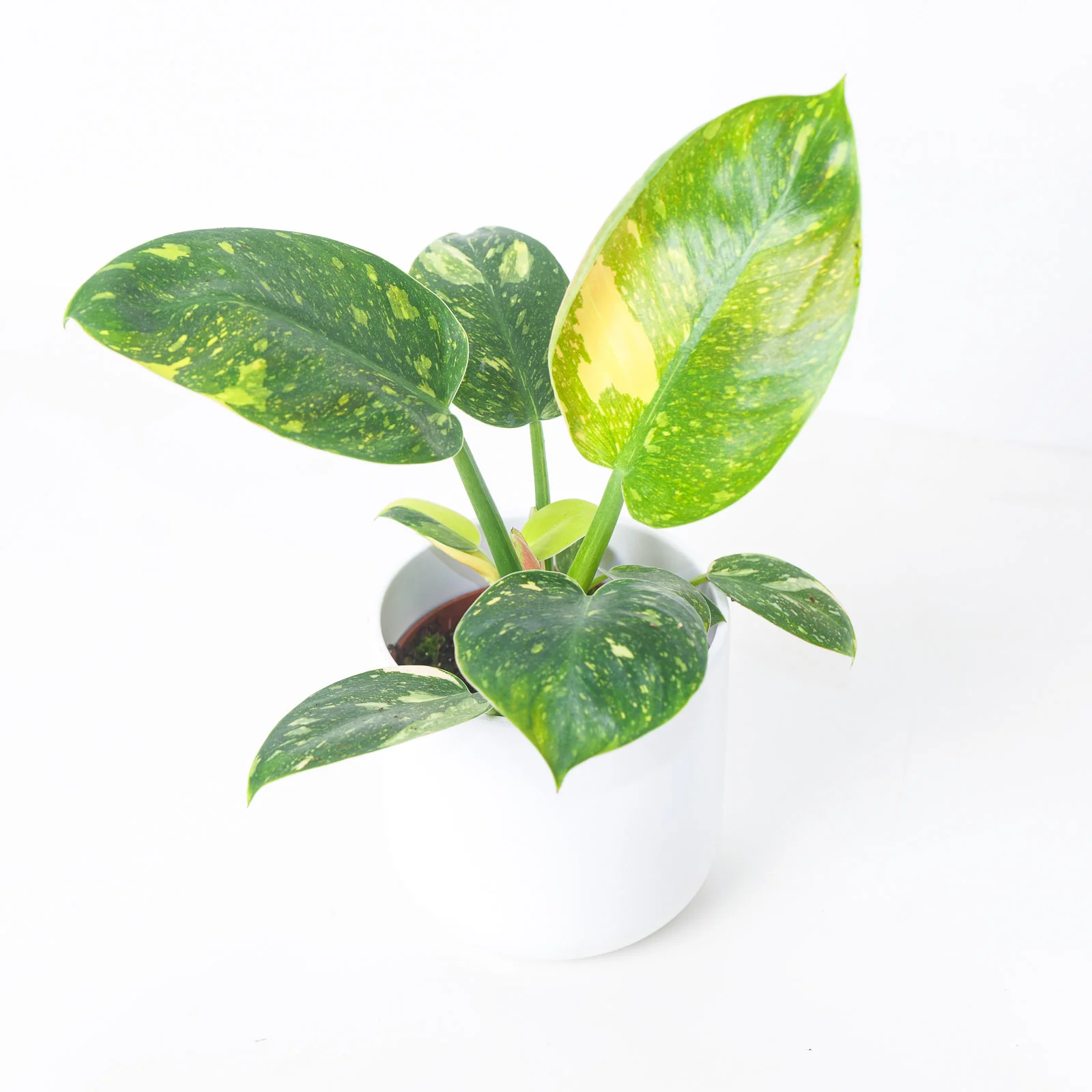 Philodendron Green Congo Variegated