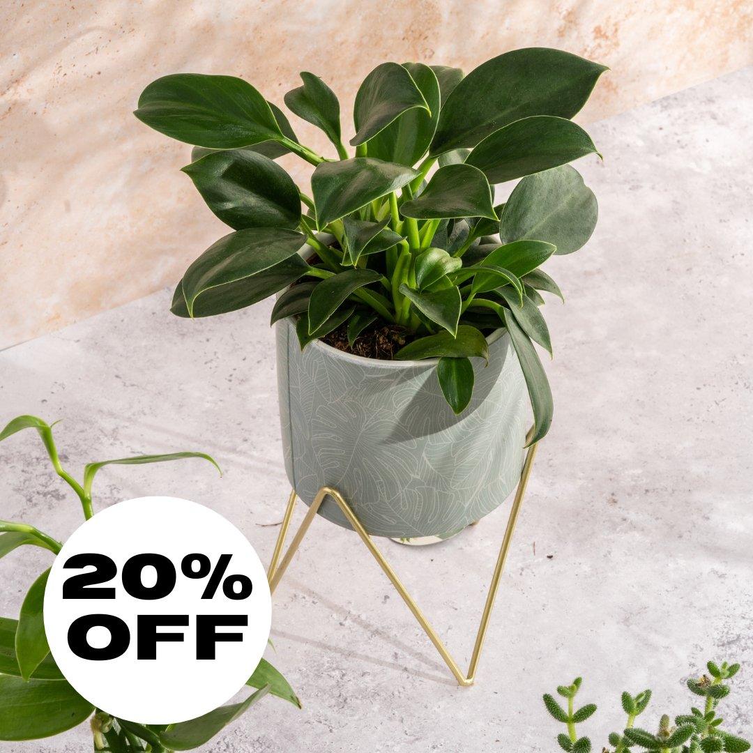 Philodendron Green Princess | 12cm Pot | House Plant