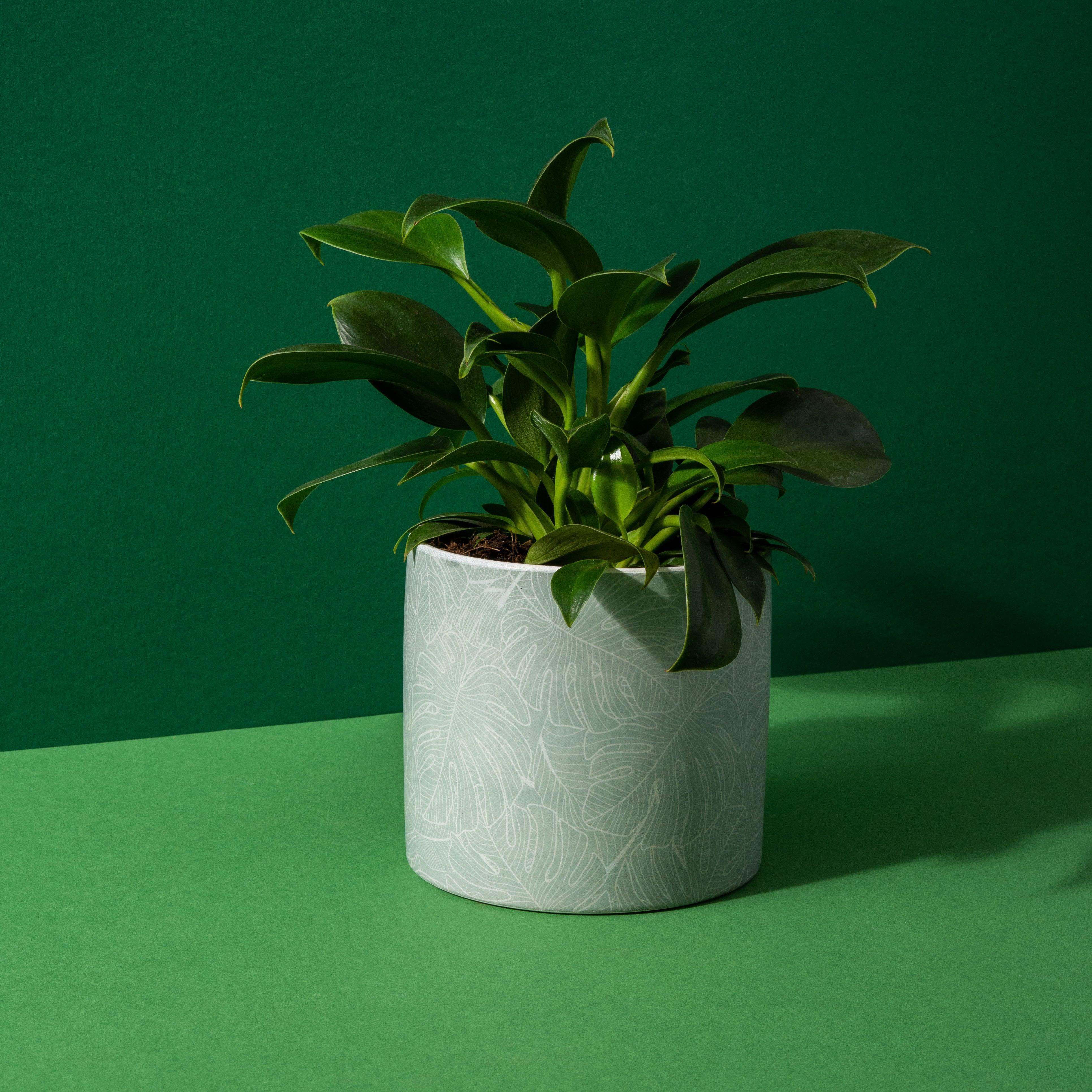 Philodendron Green Princess | 12cm Pot | House Plant - Image 2