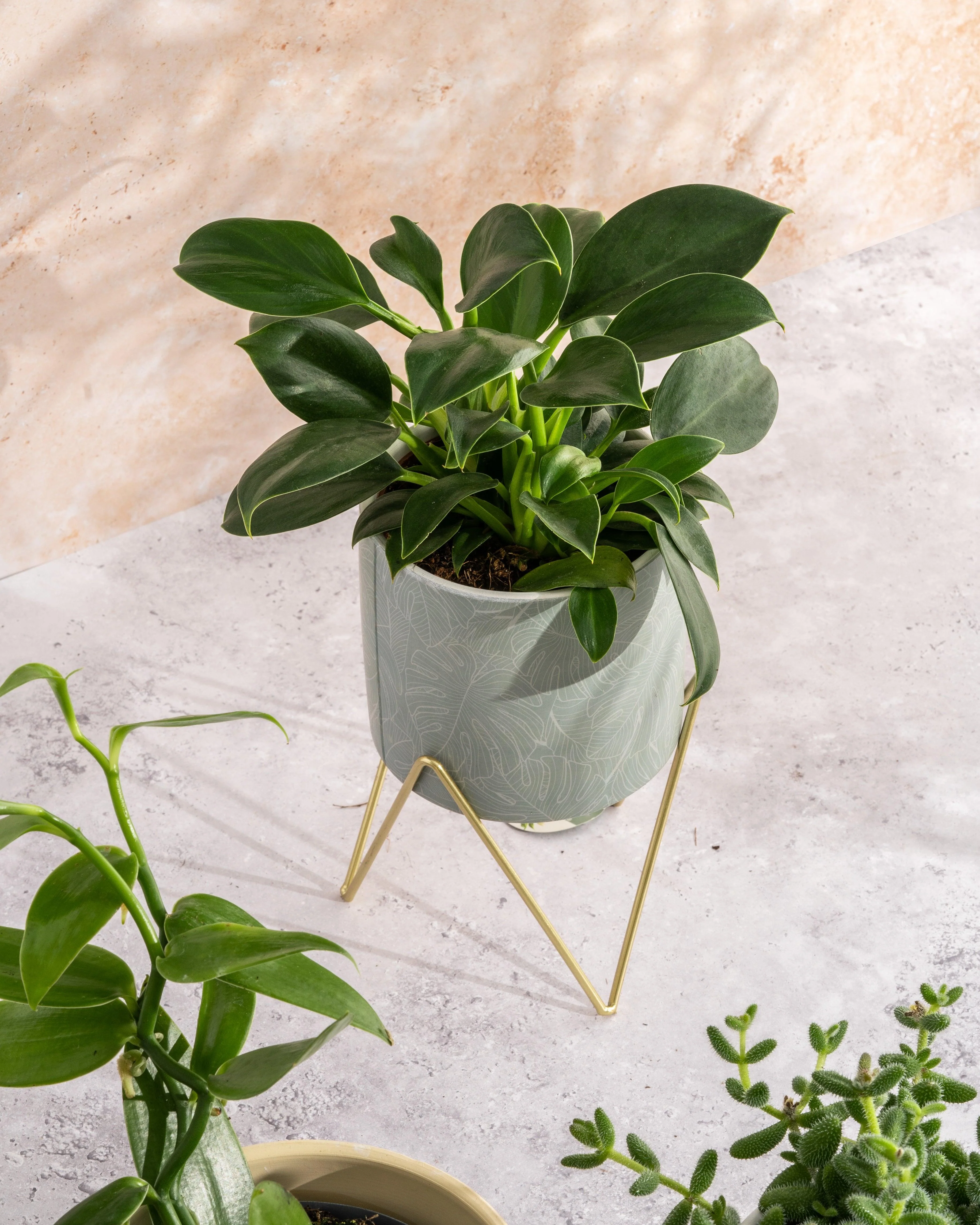 Philodendron Green Princess | 12cm Pot | House Plant - Image 3