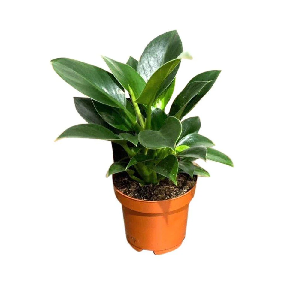 Philodendron Green Princess | 12cm Pot | House Plant - Image 4