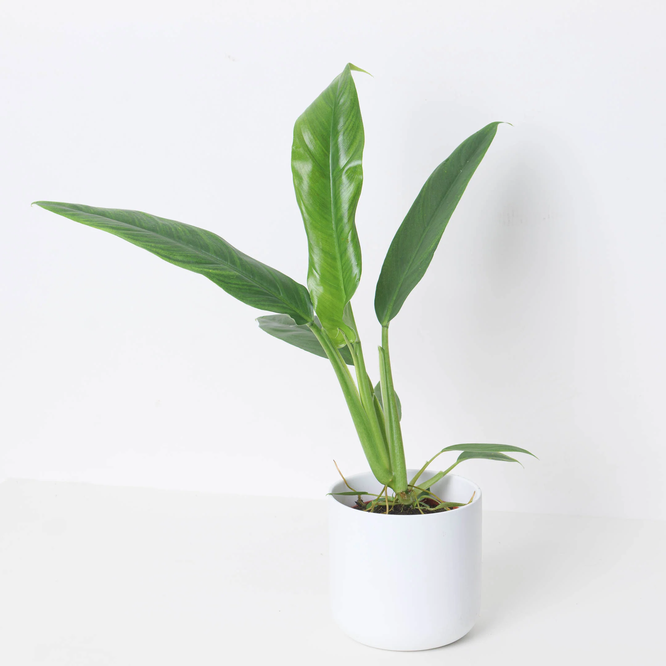 Philodendron holtonianum