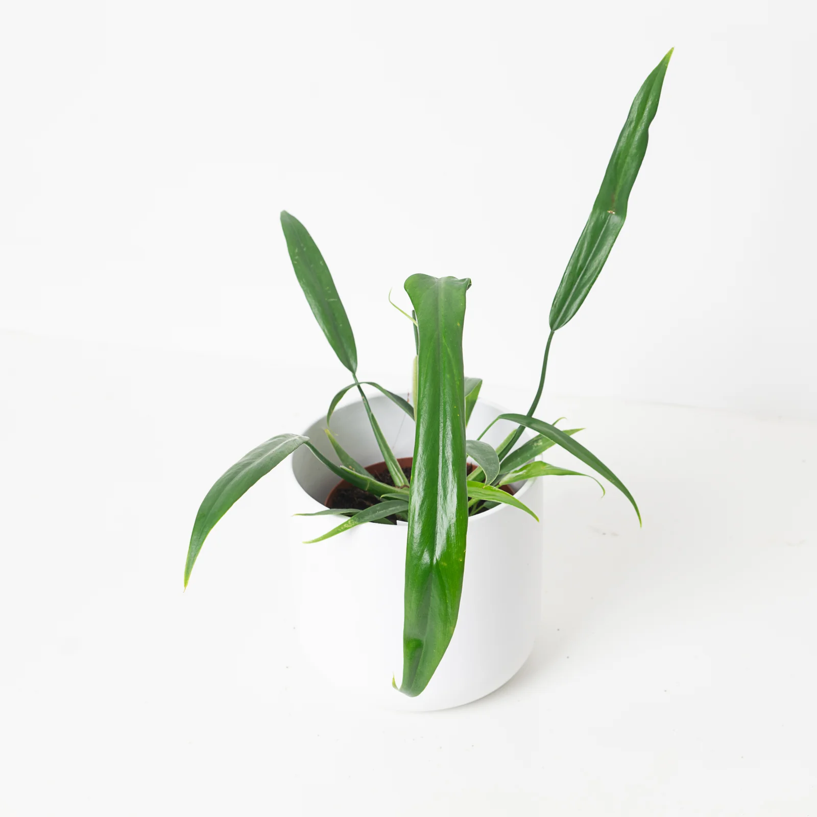 Philodendron holtonianum - Image 2