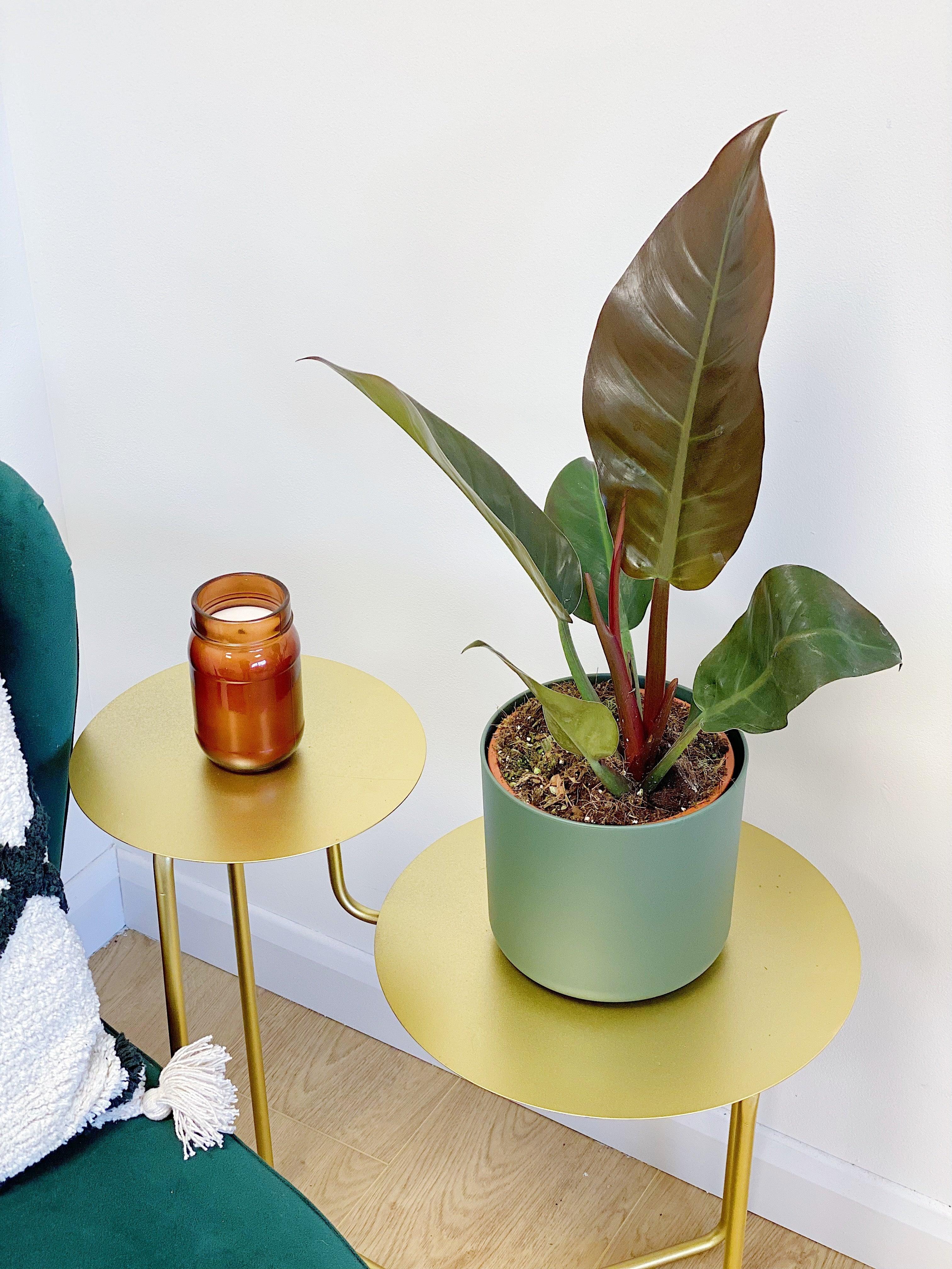 Philodendron Imperial Red