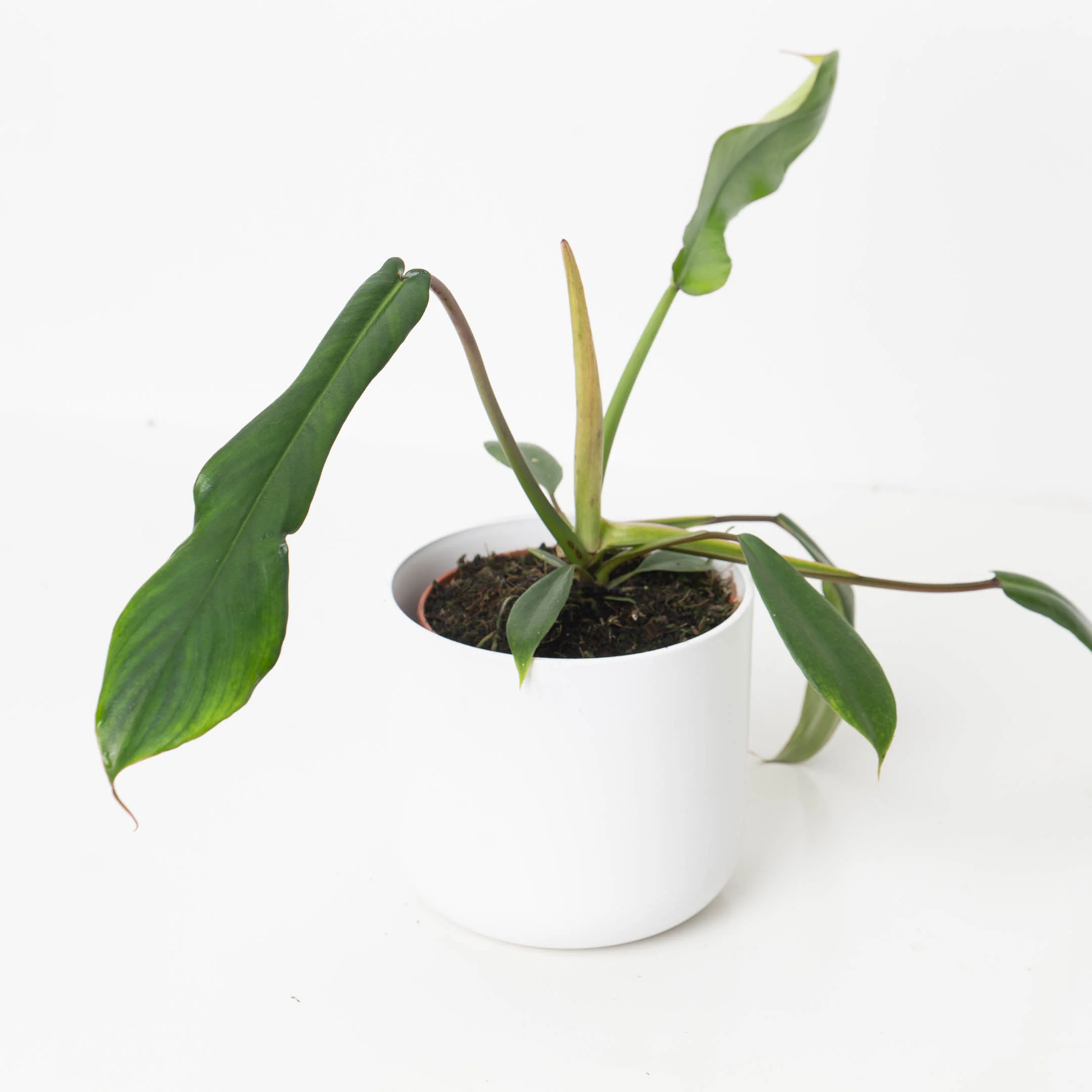 Philodendron joepii