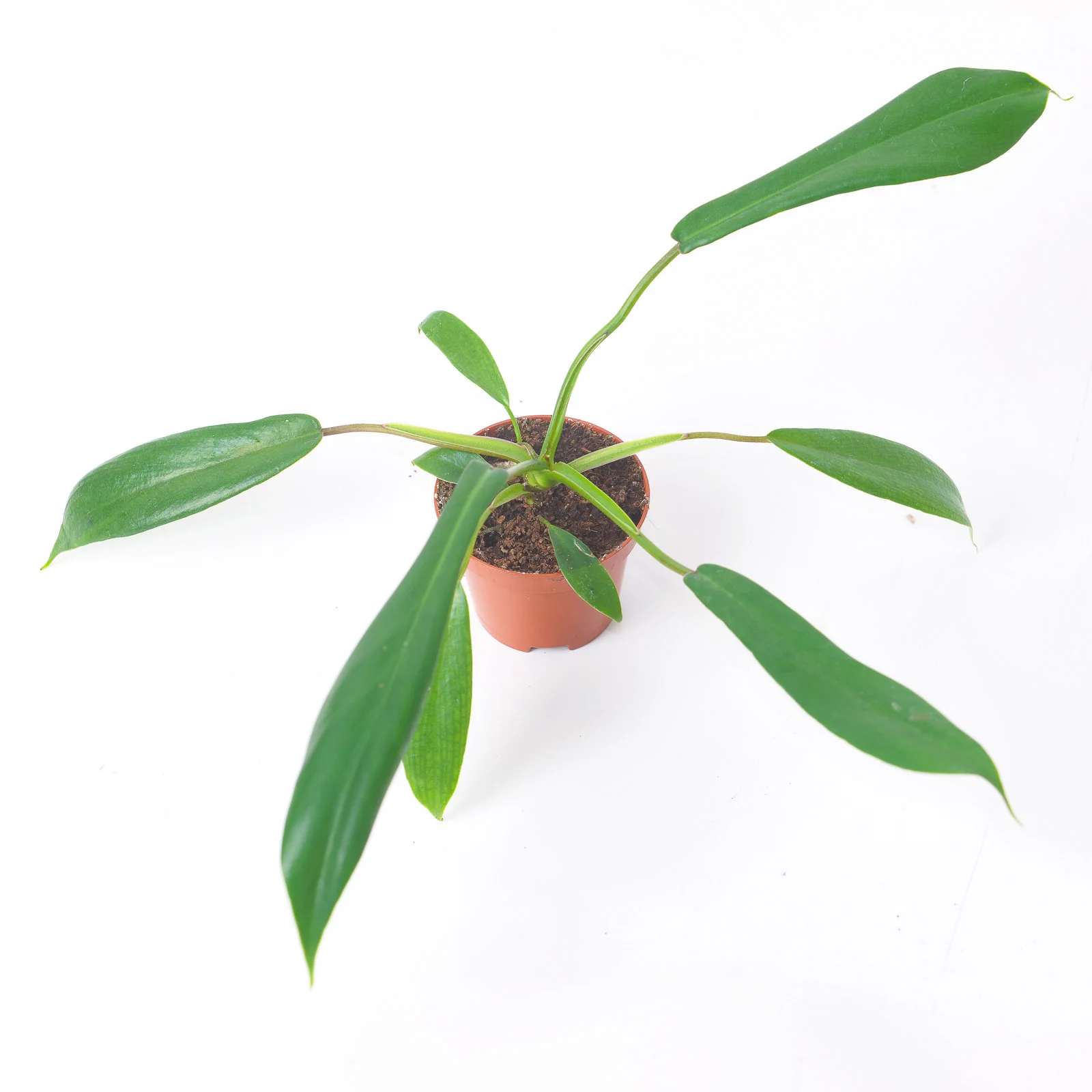 Philodendron joepii - Image 2