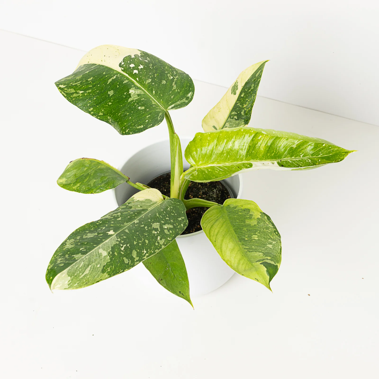 Philodendron Jose Buono