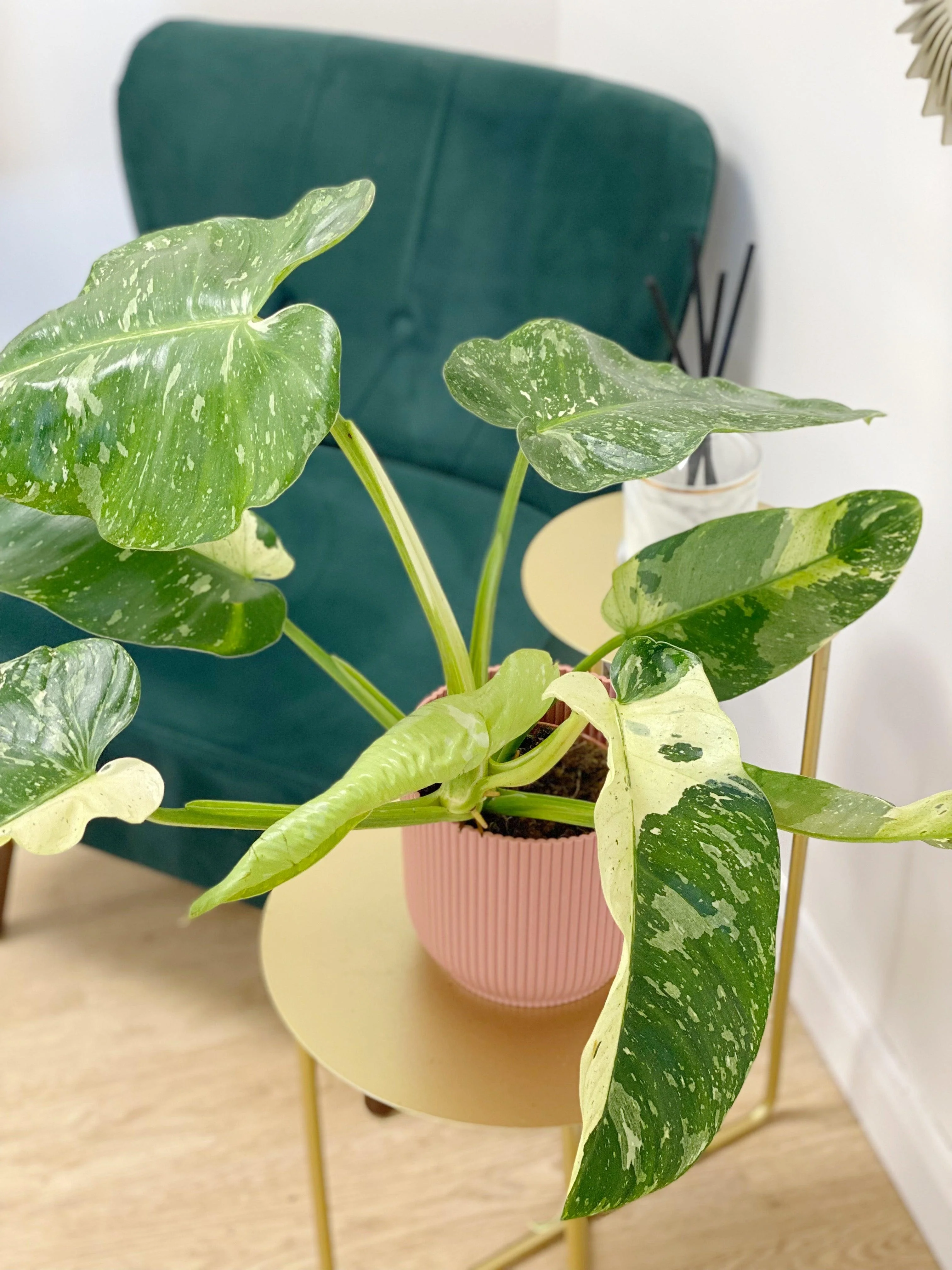 Philodendron Jose Buono - Image 2