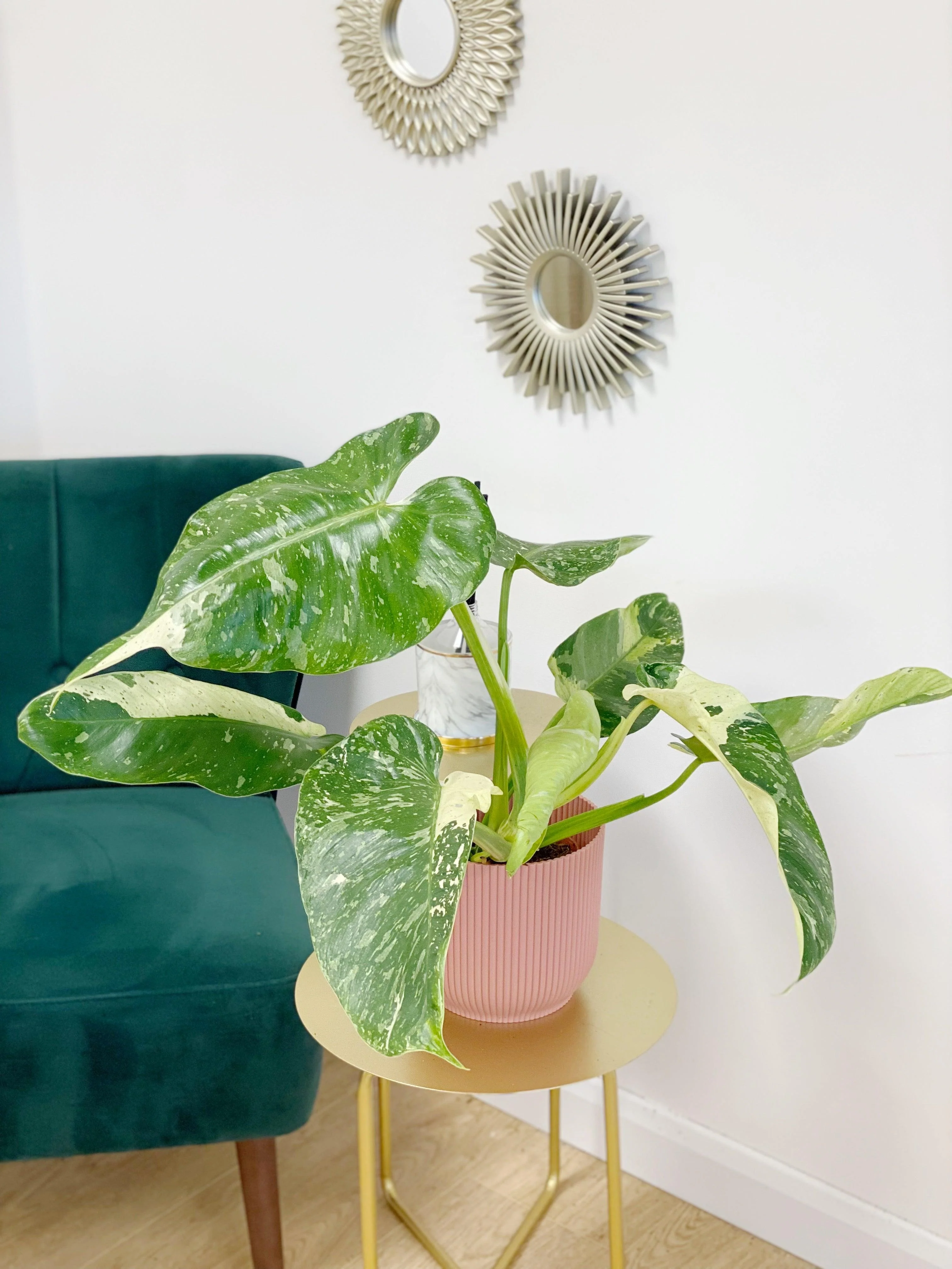 Philodendron Jose Buono - Image 3