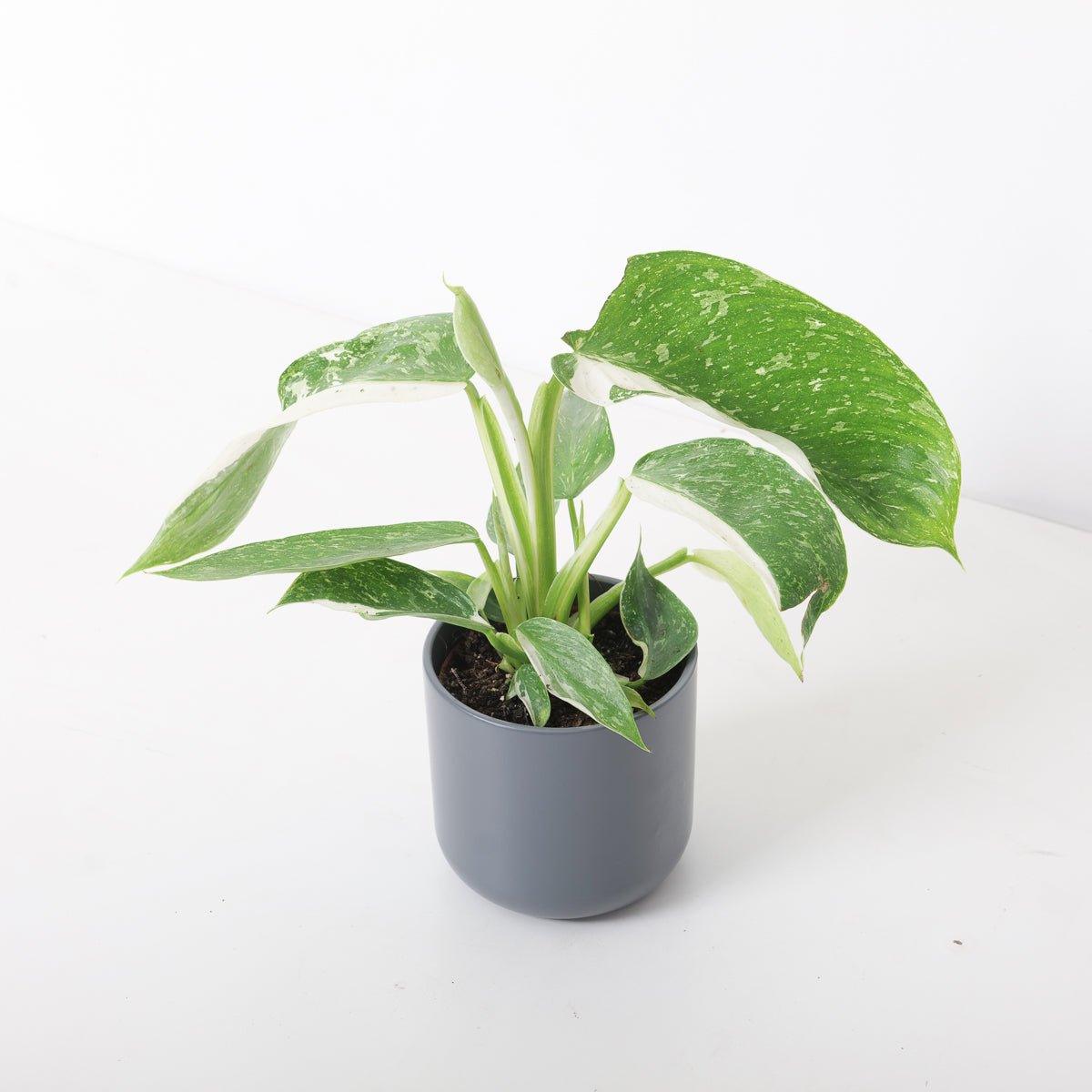 Philodendron Jose Buono - Image 4