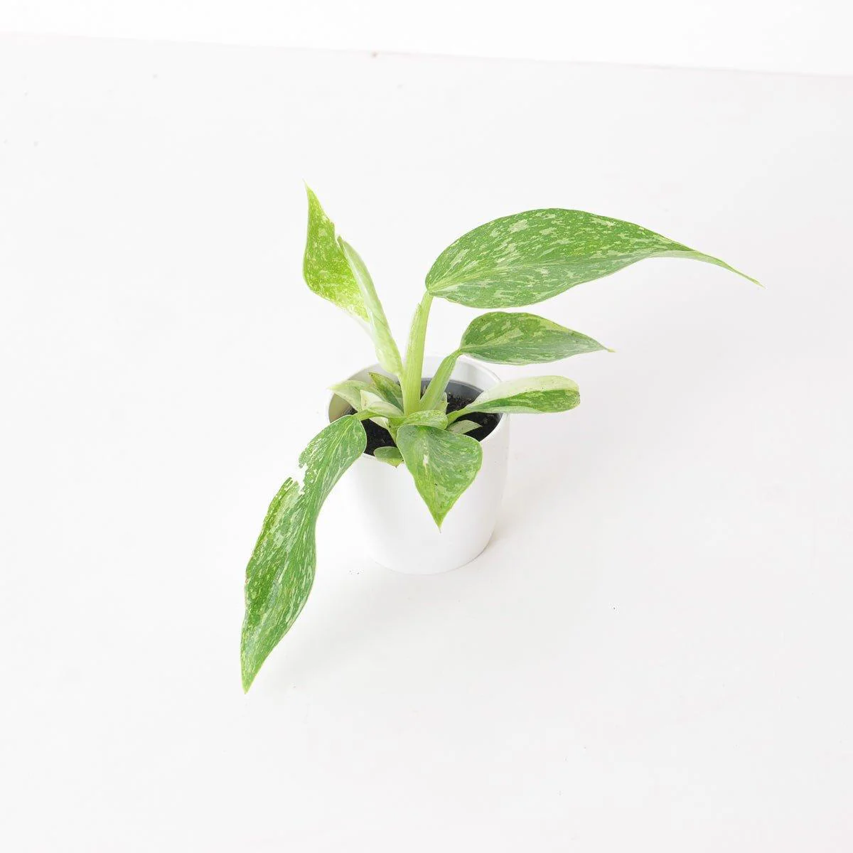 Philodendron Jose Buono - Image 5