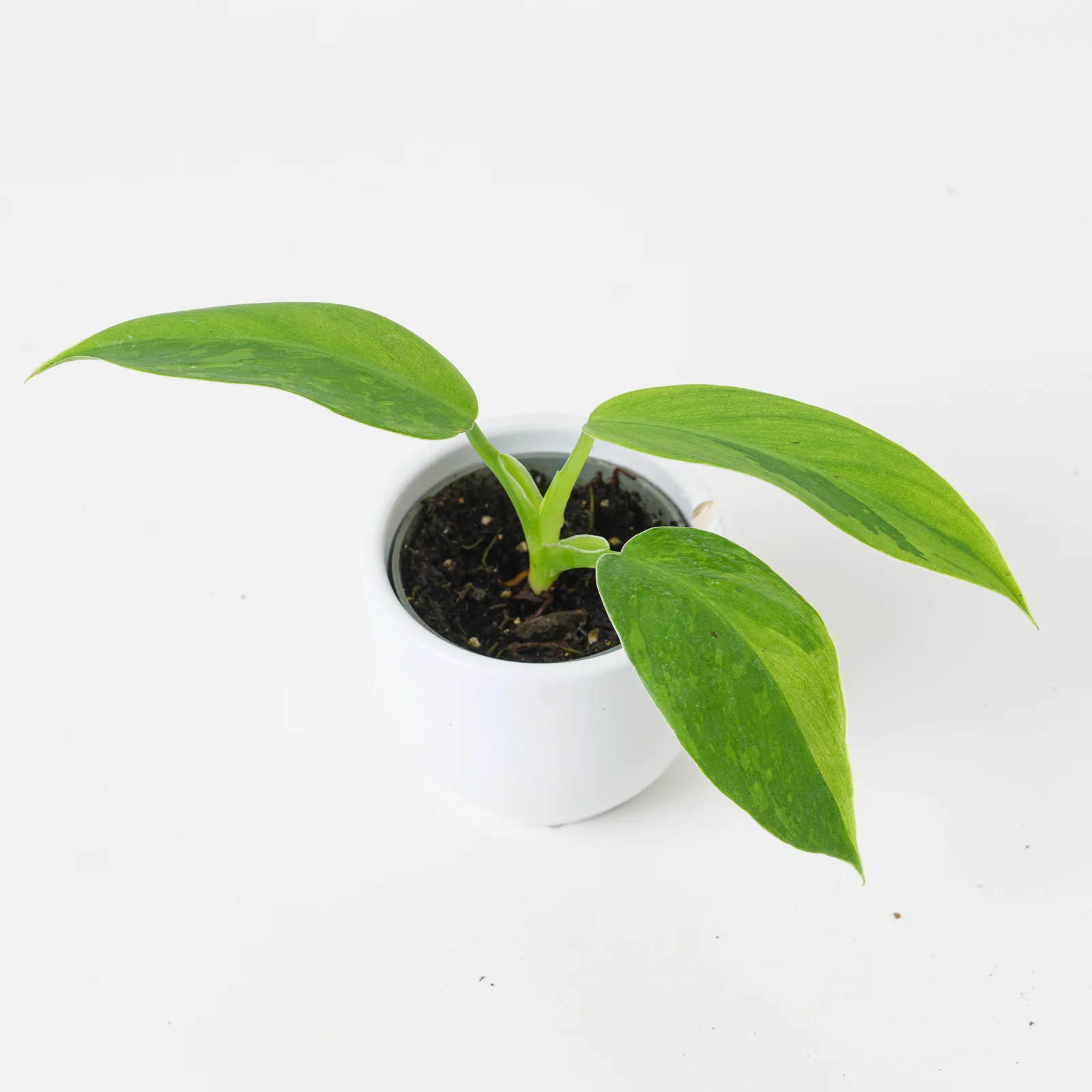 Philodendron Jose Buono - Image 6