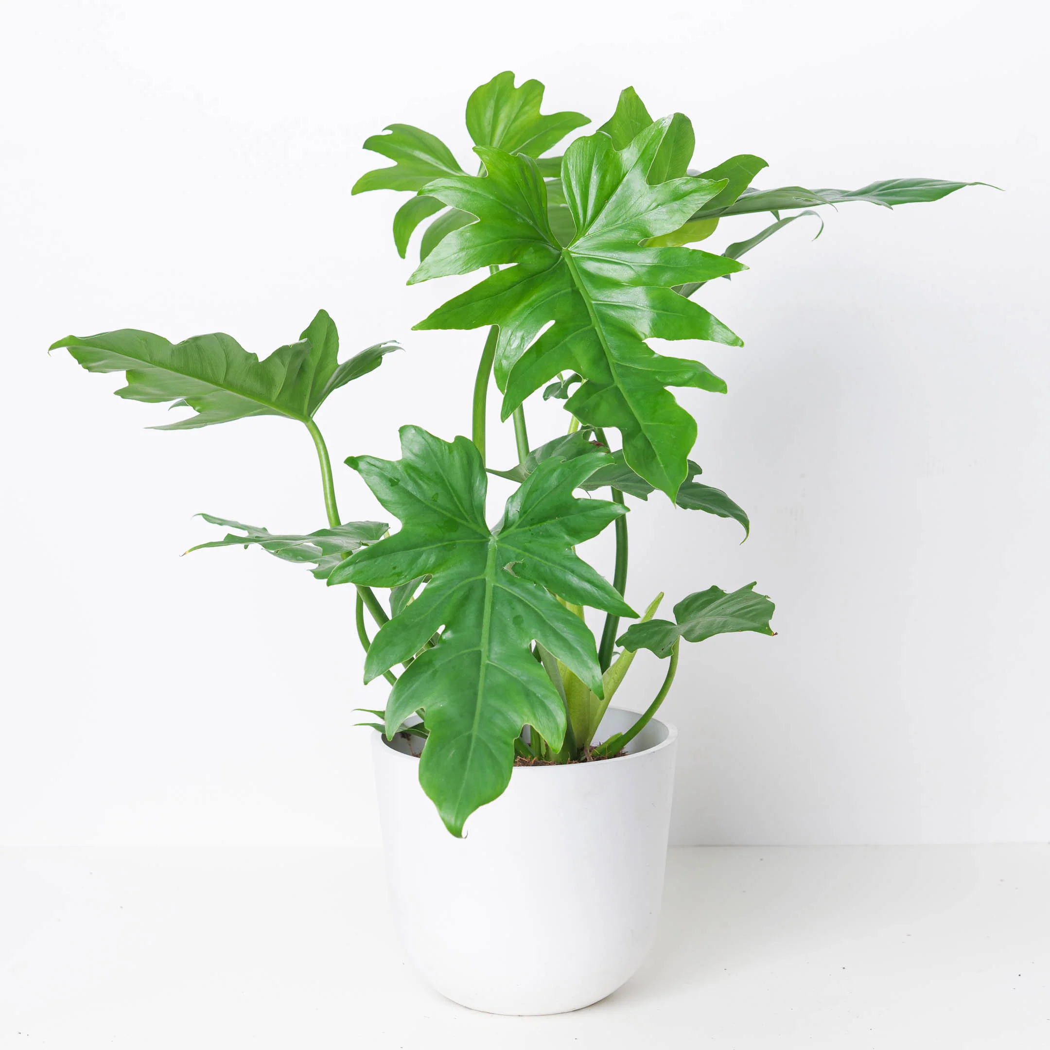 Philodendron Lacerum