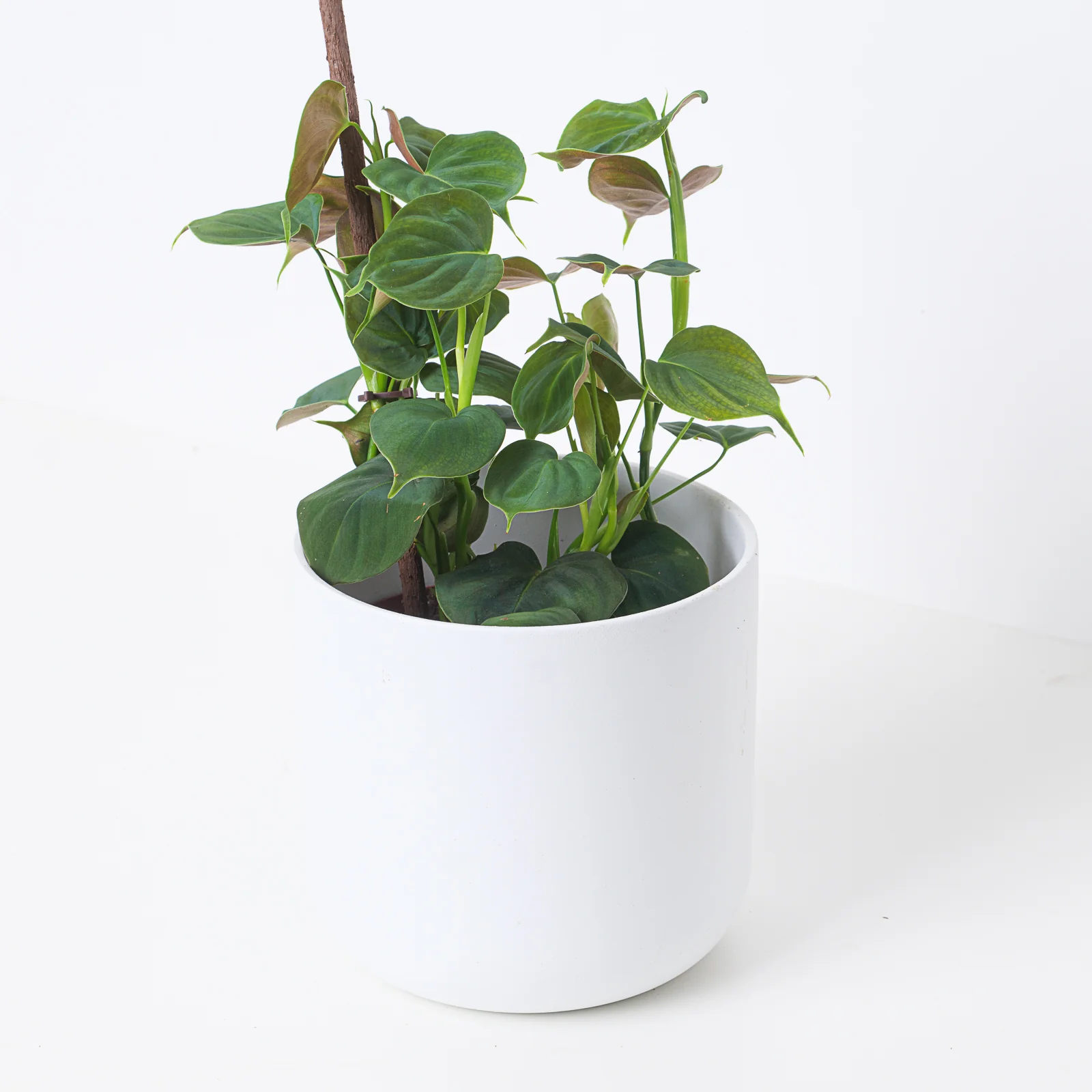 Philodendron Lupinum