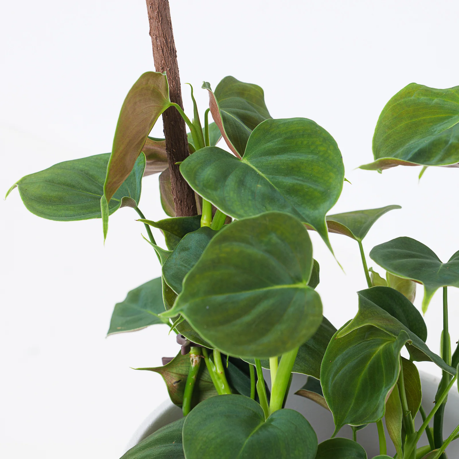 Philodendron Lupinum - Image 2