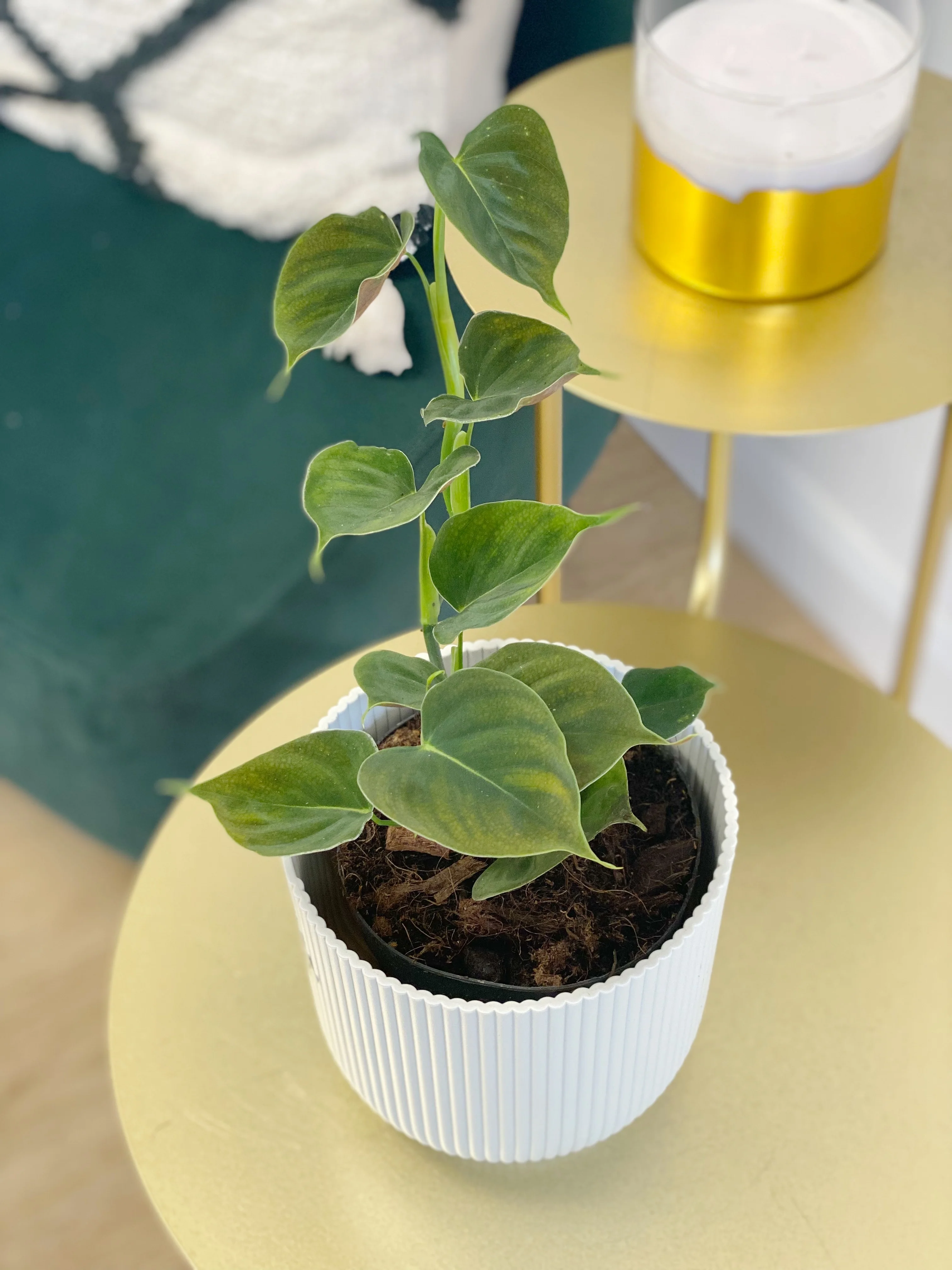 Philodendron Lupinum - Image 3