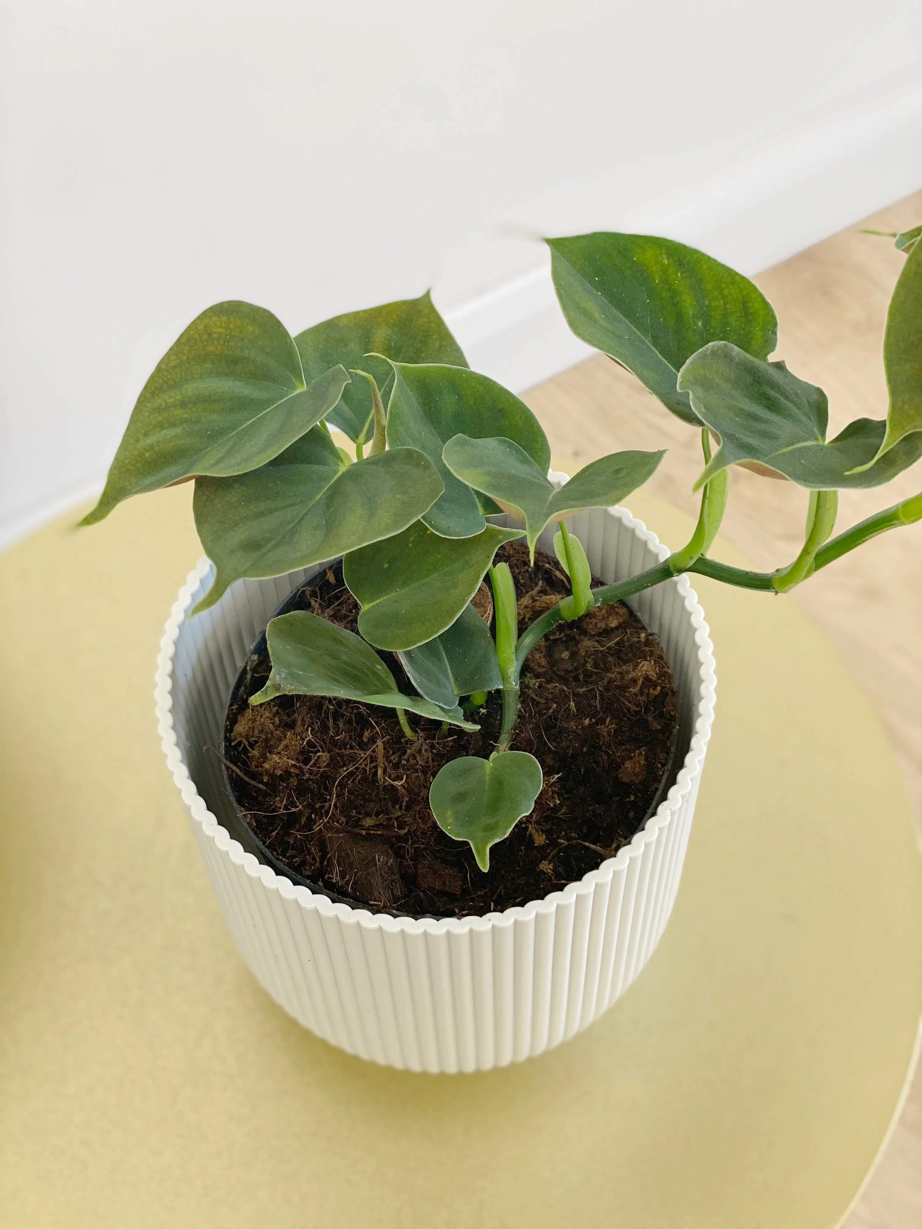 Philodendron Lupinum - Image 4