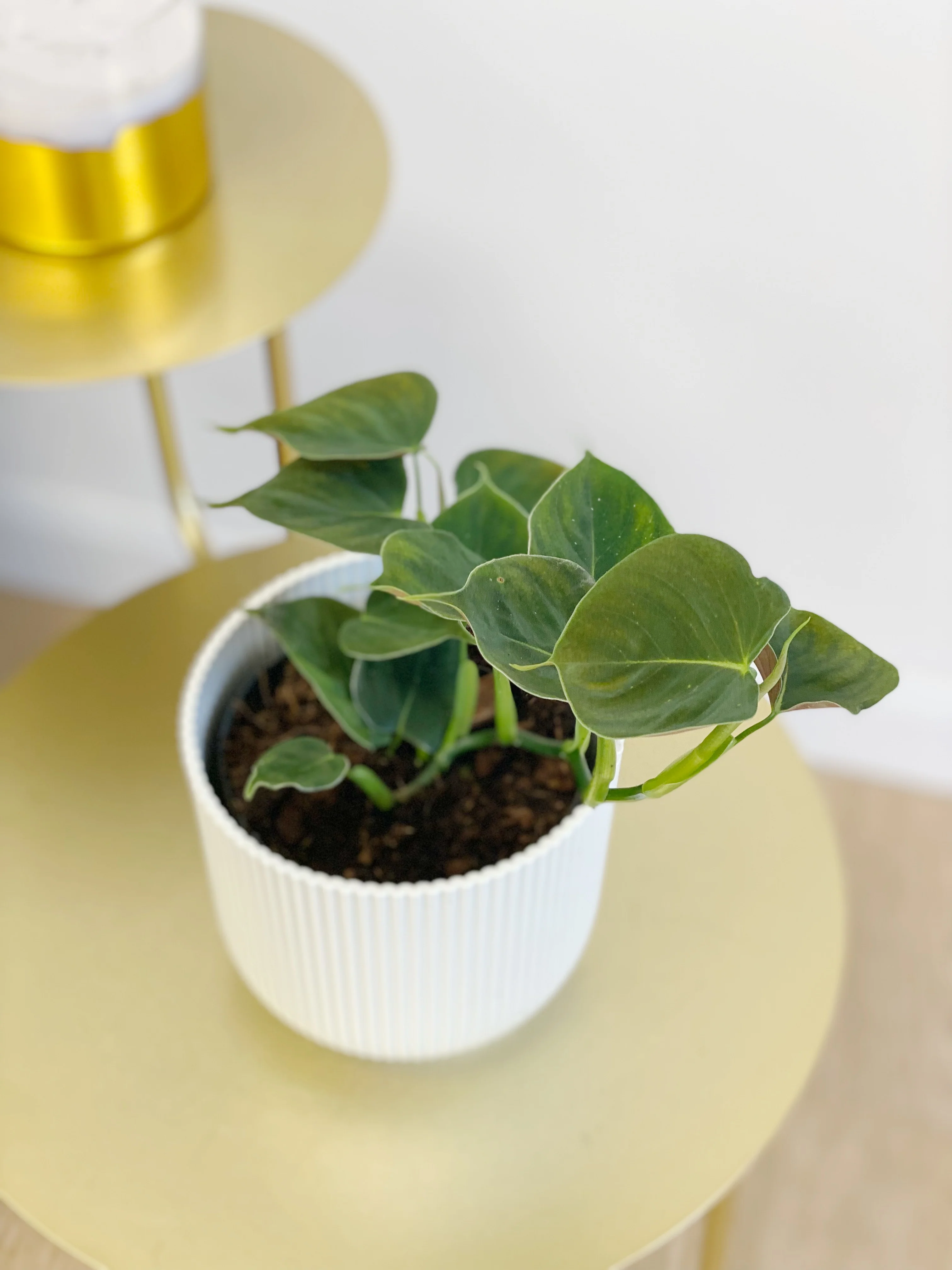 Philodendron Lupinum - Image 5