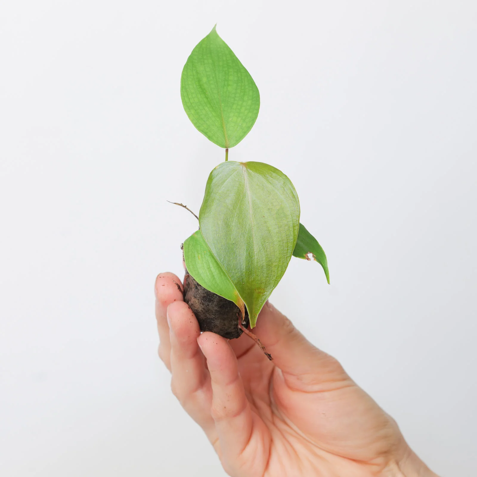 Philodendron lynamii
