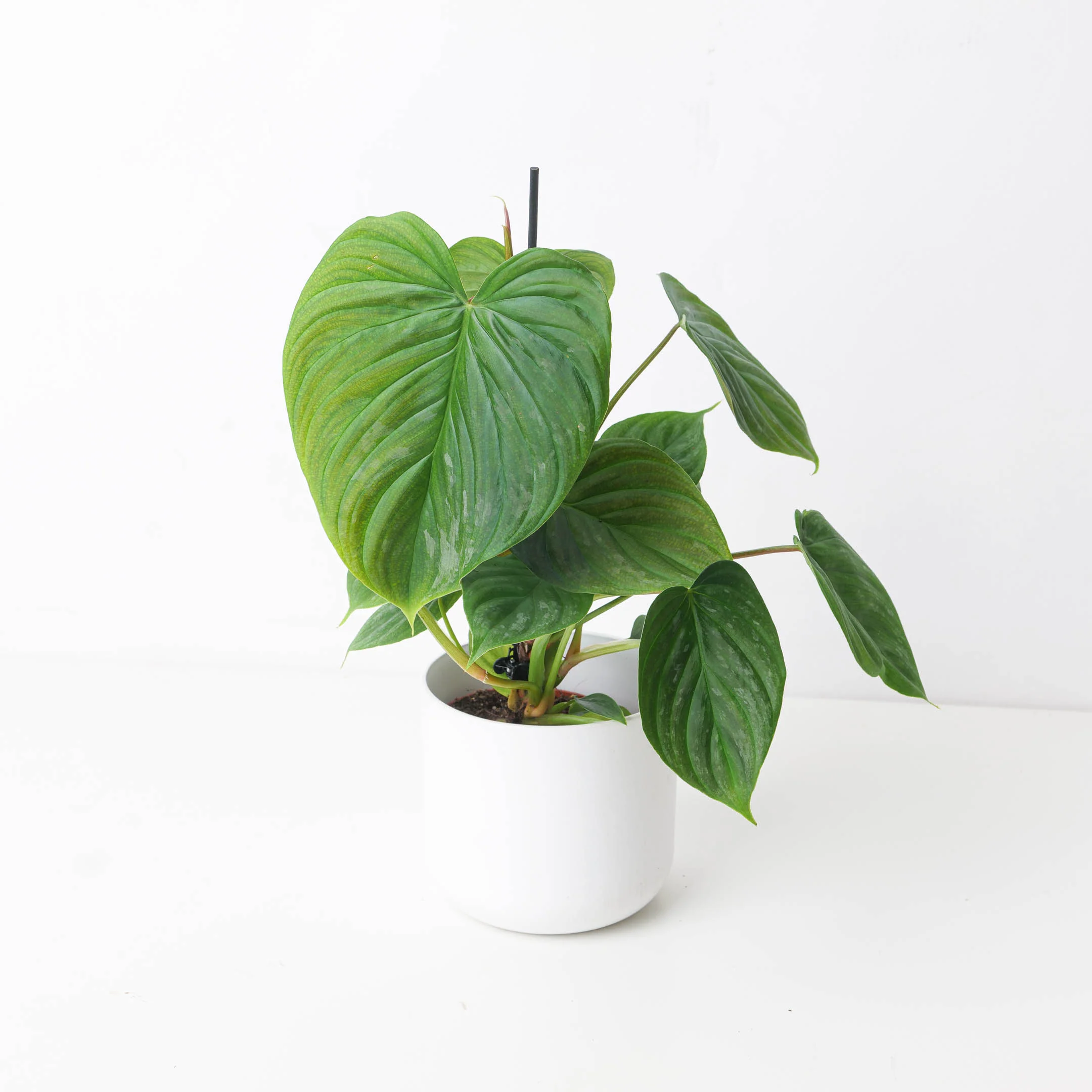 Philodendron Majestic