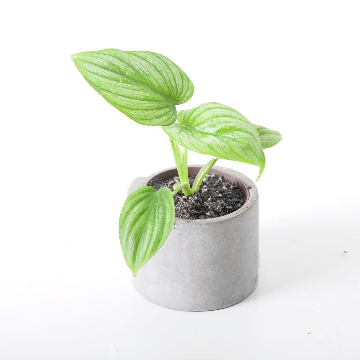 Philodendron Mamei