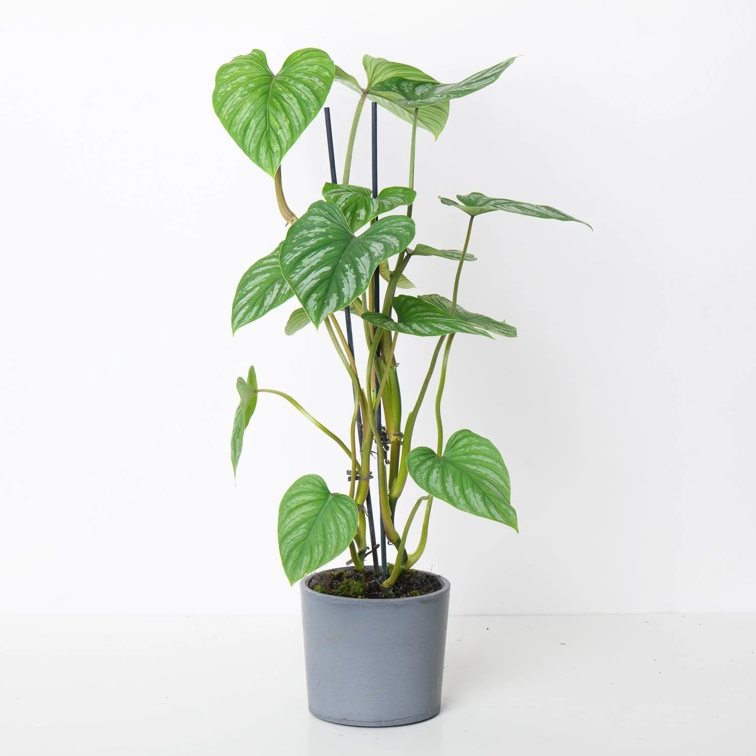Philodendron Mamei Climbing Form