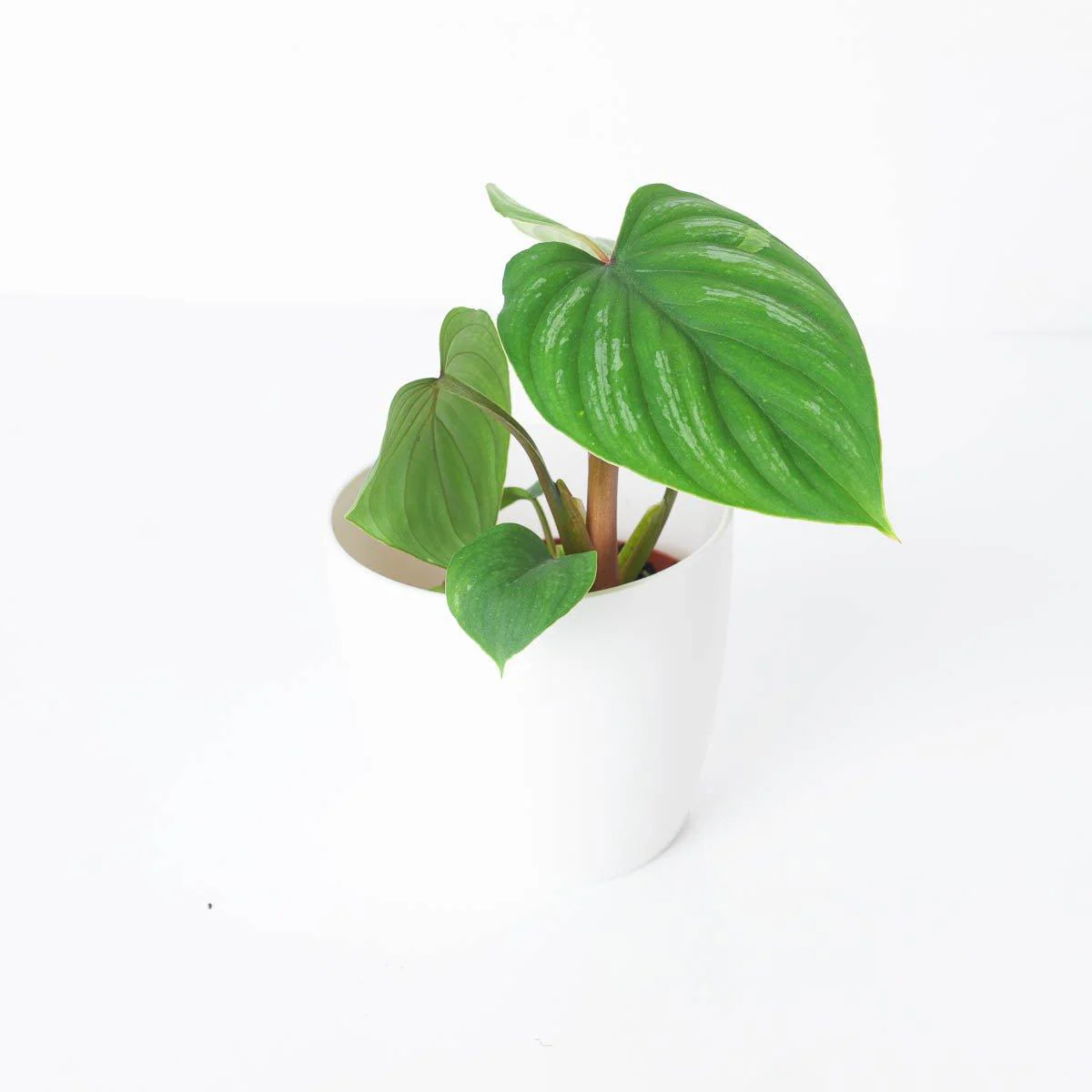 Philodendron Mamei - Image 2