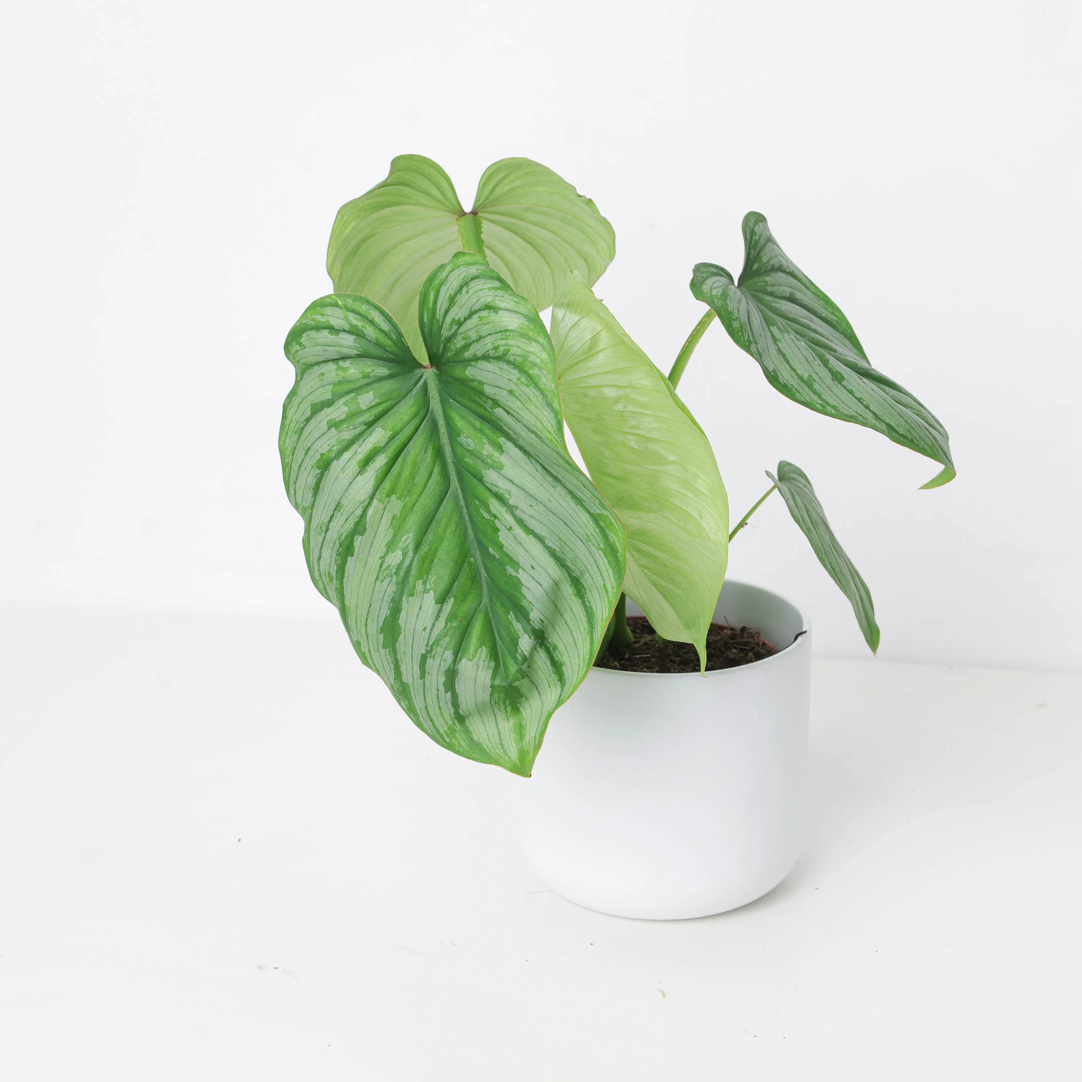 Philodendron Mamei 'Silver Cloud'