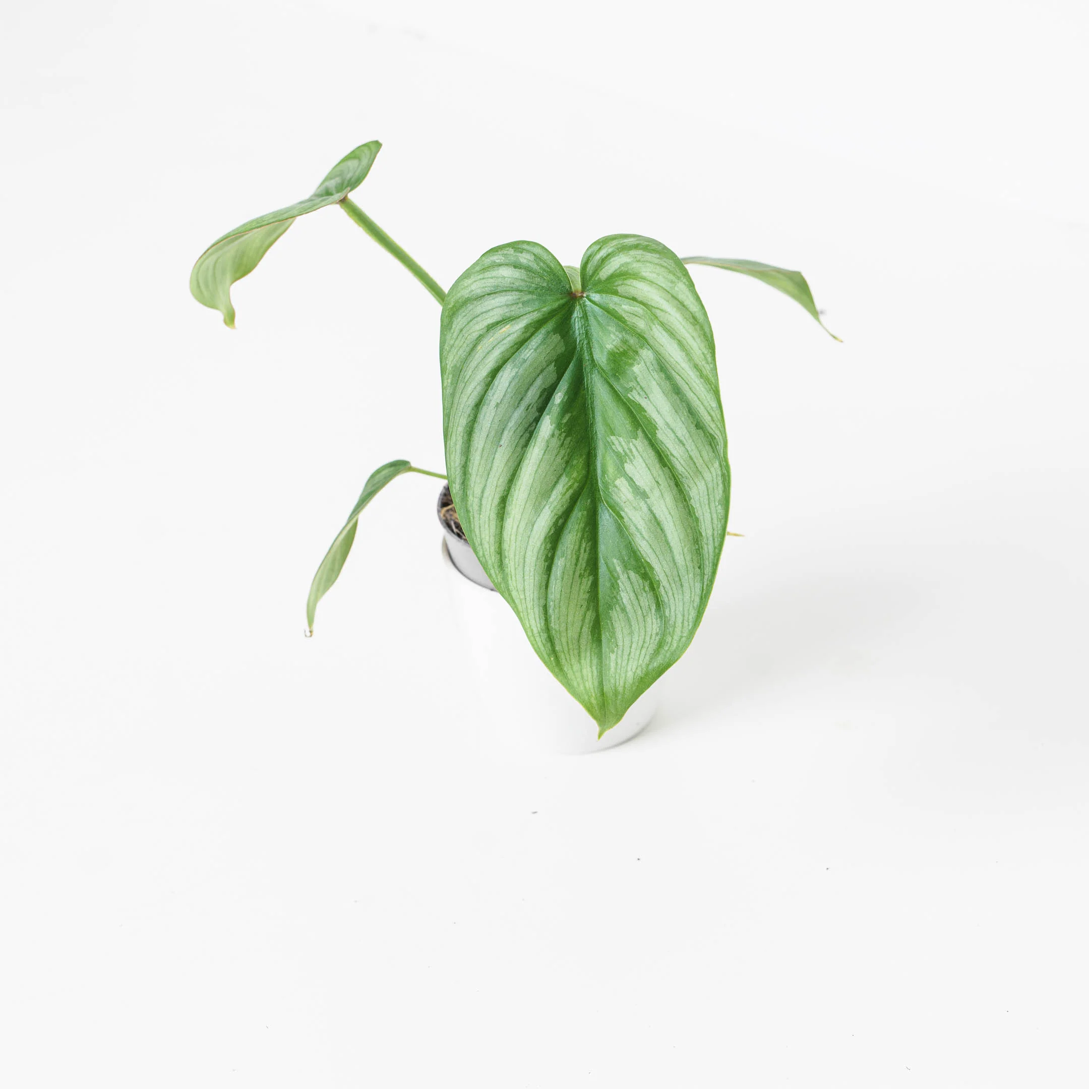 Philodendron Mamei 'Silver Cloud' - Image 2